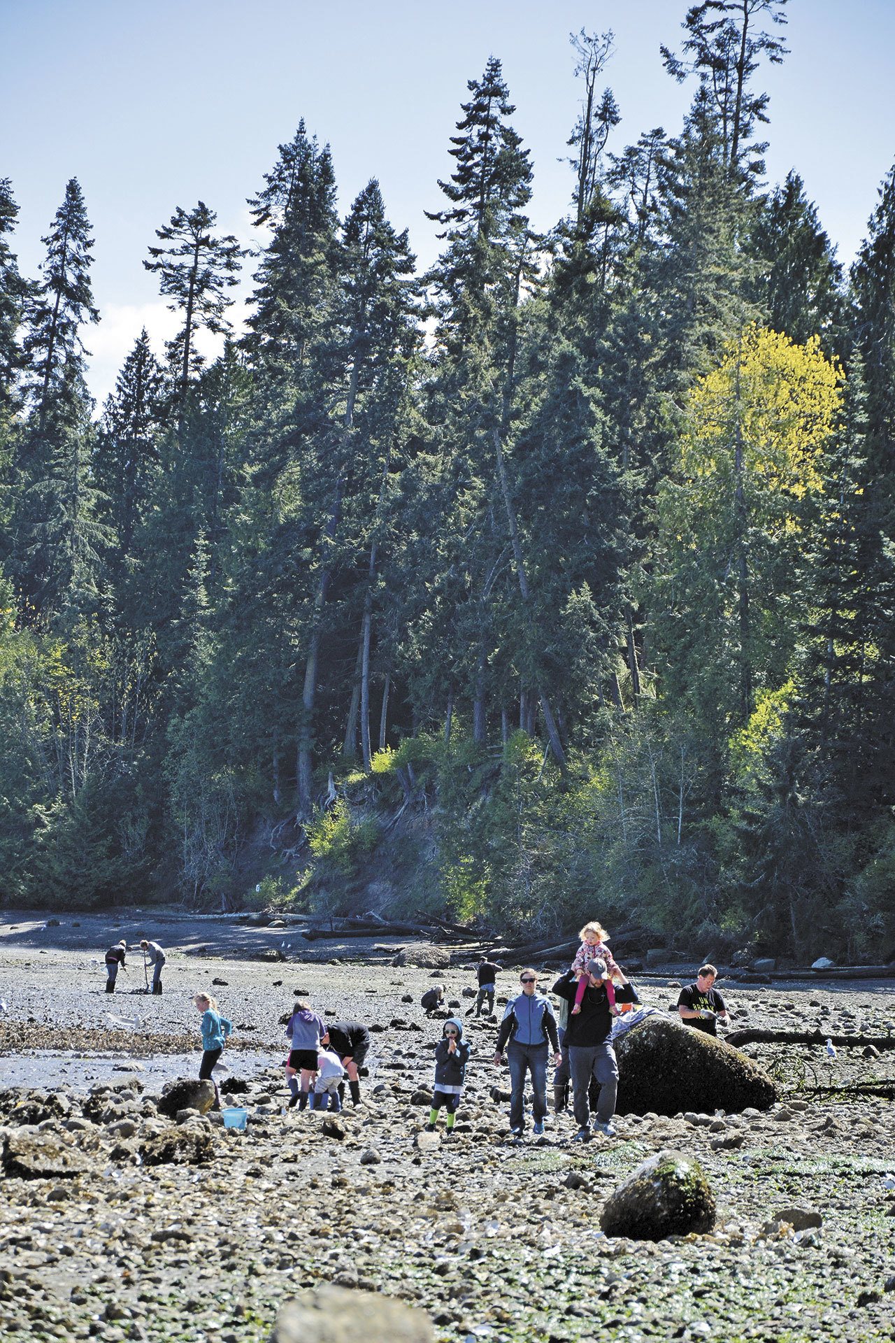 People take advantage of good weather and a low tide to harvest shellfish at Sequim Bay State Park in April. (Laura Lofgren/Peninsula Daily News)