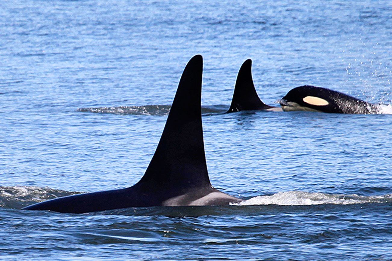 Pipeline expansion worries some on behalf of southern resident orcas