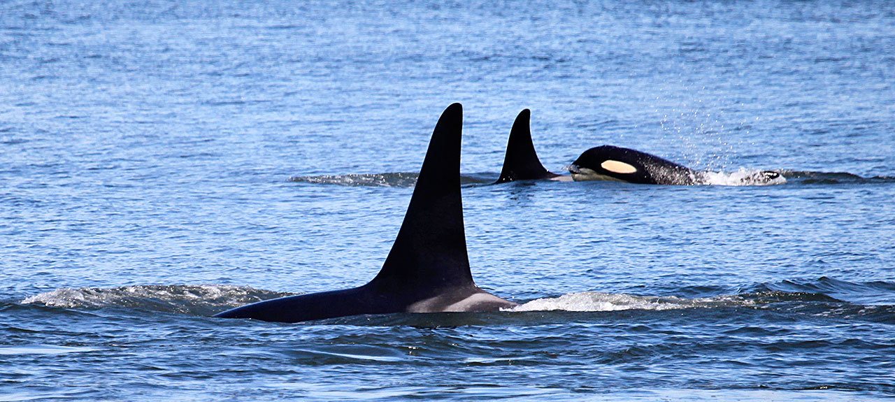 Southern resident killer whales spotted earlier this year near Point Roberts in British Columbia, Canada. (Shari Tarantino/Orca Conservancy)