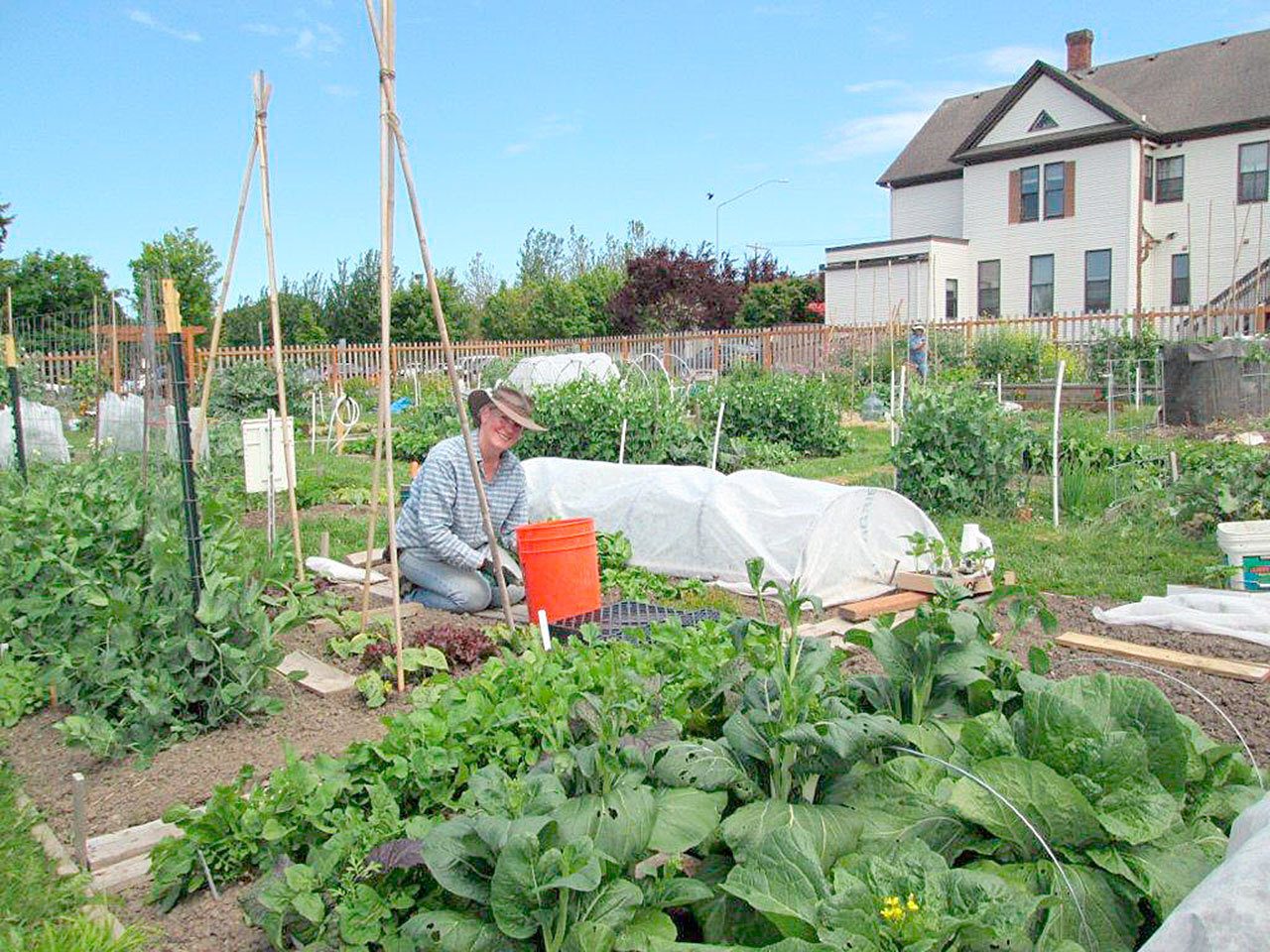 Clallam County Master Gardener Jan Bartron tends to garden plots at the Fifth Street Community Garden in Port Angeles in 2013. (Clallam County Master Gardeners)