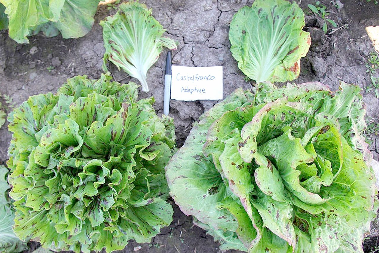Chicory is just one of a few of the crops being tested by the Organic Seed Alliance and local farmers to expand the Northwest growing season in the winter. (Organic Seed Alliance)