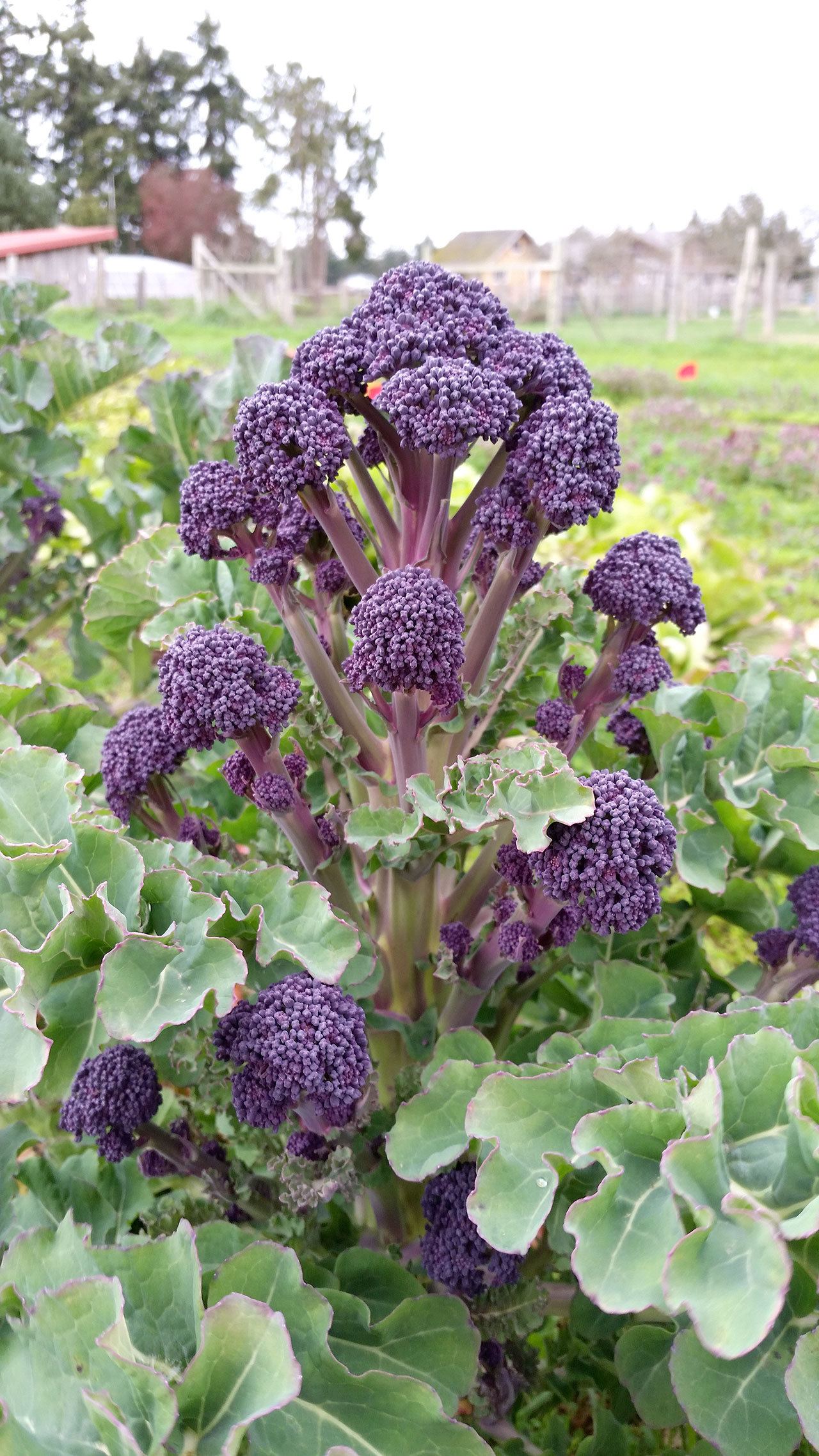 Purple broccoli is just one of a few of the crops being tested by the Organic Seed Alliance and local farmers to expand the Northwest growing season in the winter. (Organic Seed Alliance)