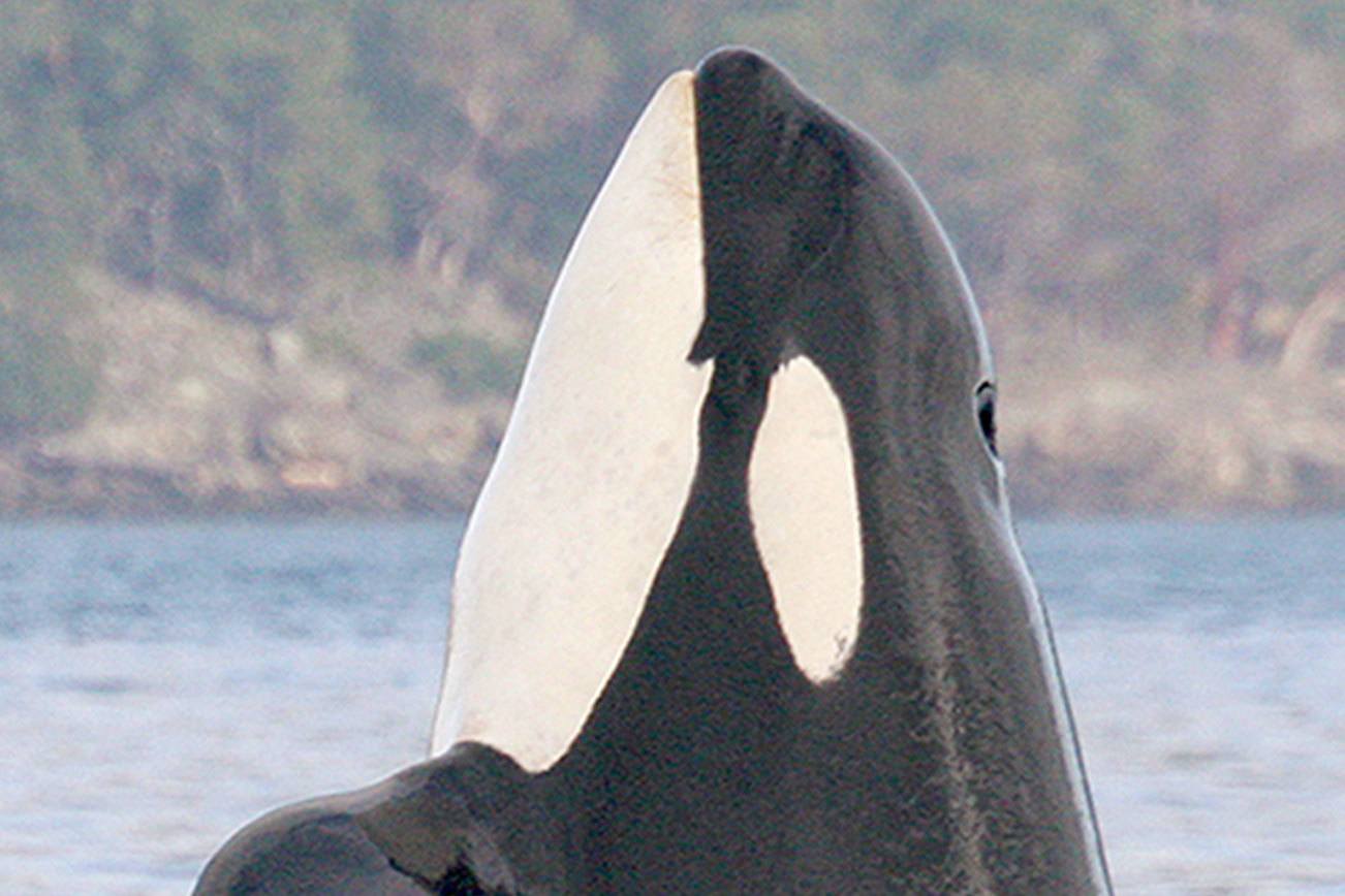 Oldest Puget Sound orca, ‘Granny,’ is missing and presumed dead