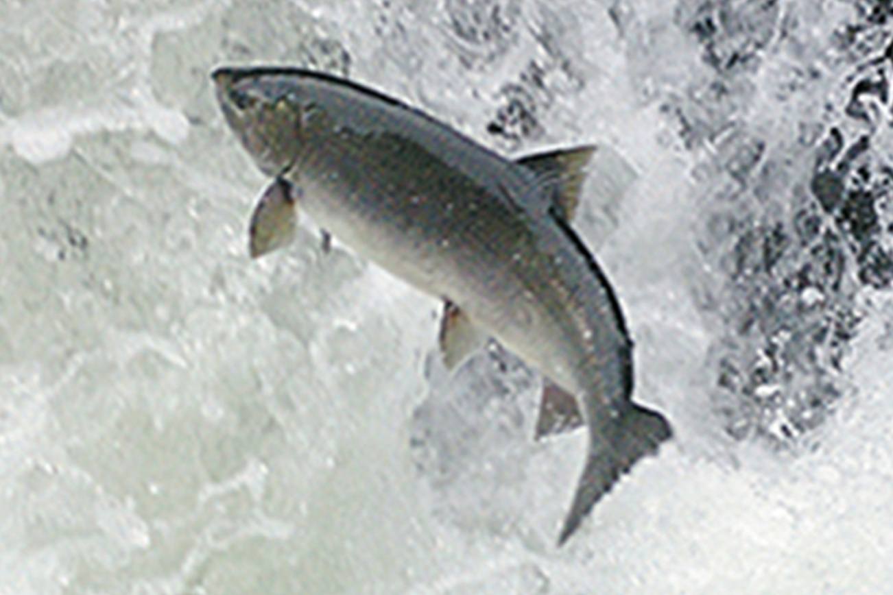 Report: Salmon are in trouble, with most below recovery goals