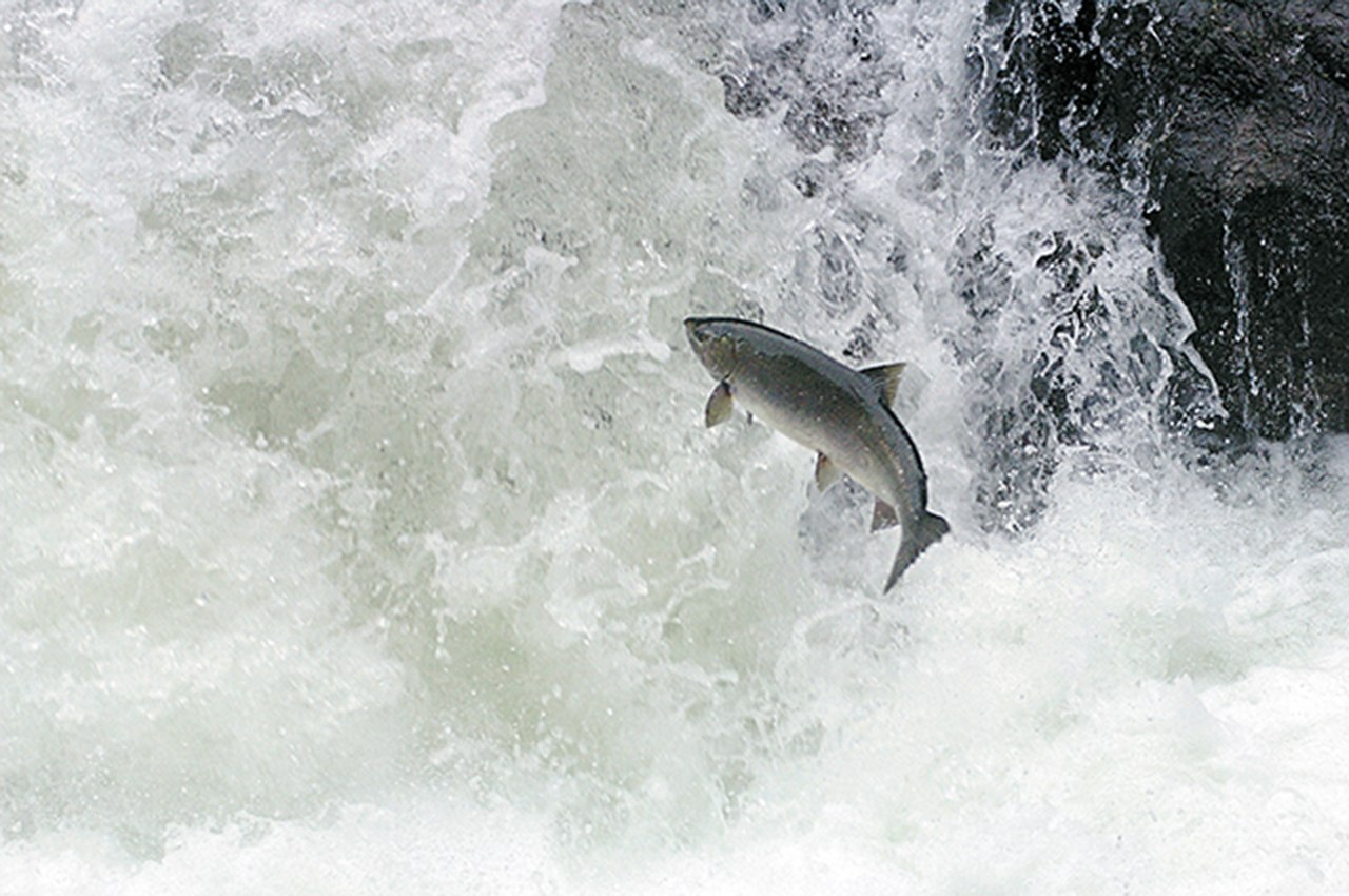 A coho salmon leaps upstream against the current of the Sol Duc River in Olympic National Park near the Salmon Cascades park exhibit area. (Peninsula Daily News)