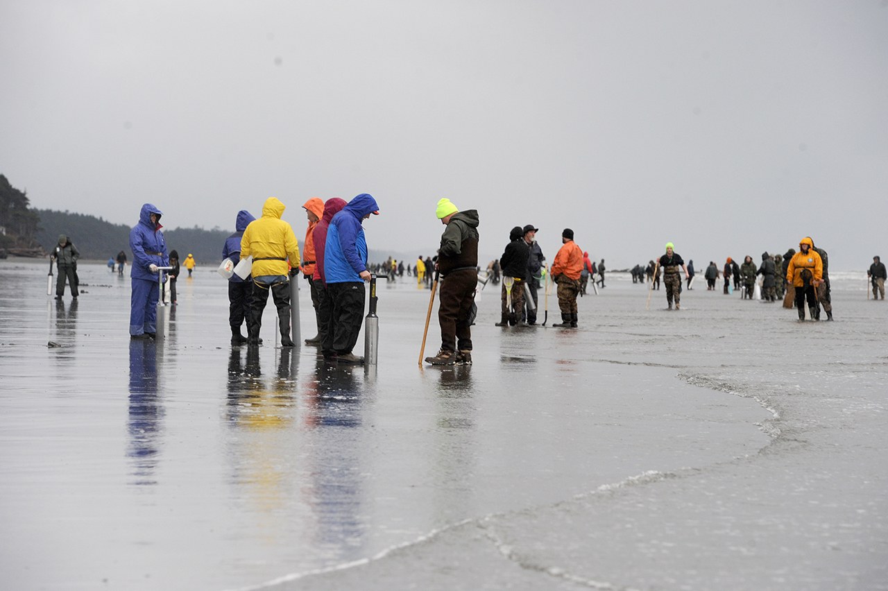 Lonnie Archibald/for Peninsula Daily News Tides exposed a small portion of the beach at Kalaloch last Sunday, leading to a frustrating afternoon for these razor clam diggers.