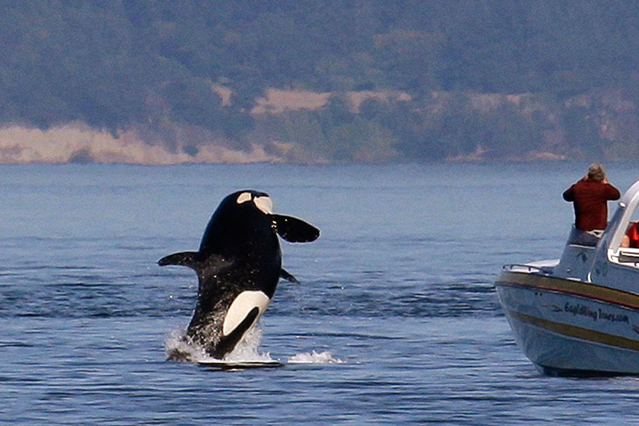 Orca protection zone proposed off San Juan Island