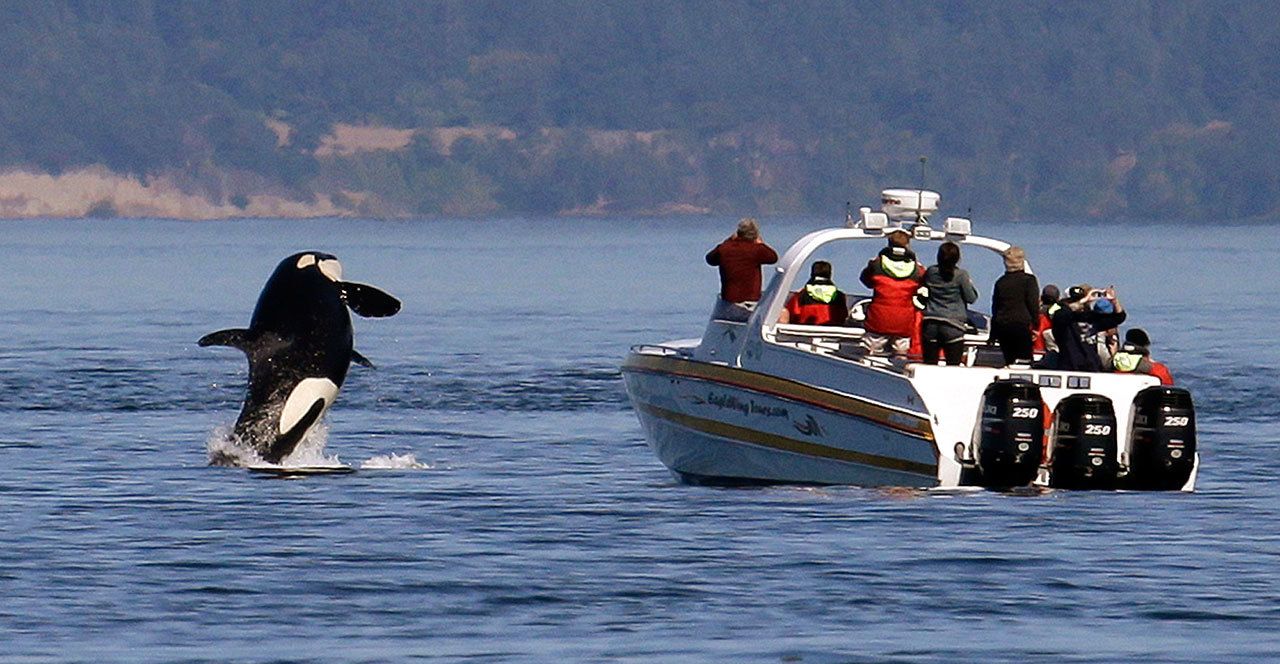 An orca leaps out of the water near a whale watching boat in the Salish Sea near the San Juan Islands on July 31, 2015. (Elaine Thompson/The Associated Press)