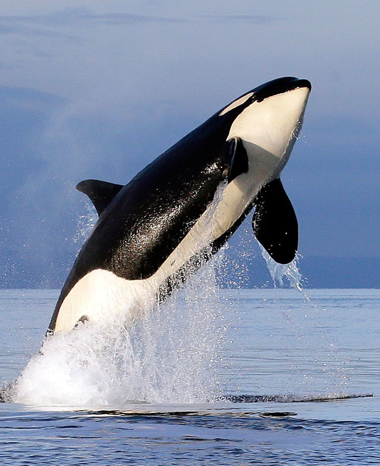 A female orca leaps from the water in Puget Sound west of Seattle on Jan. 18, 2014, as seen from a federal research vessel that had been tracking the animal. (Elaine Thompson/The Associated Press)