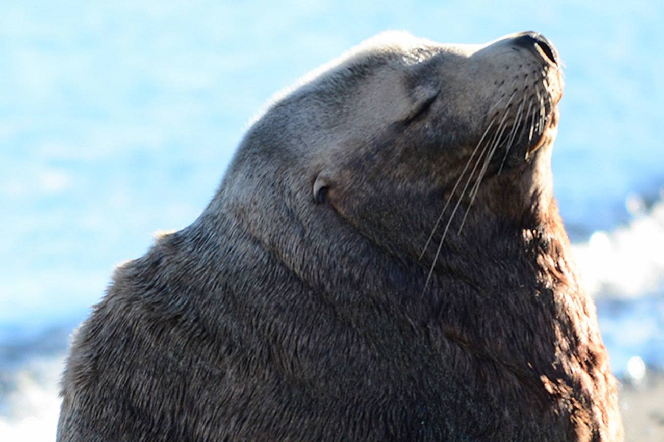 State and federal officials euthanize Steller sea lion beached in Port Angeles