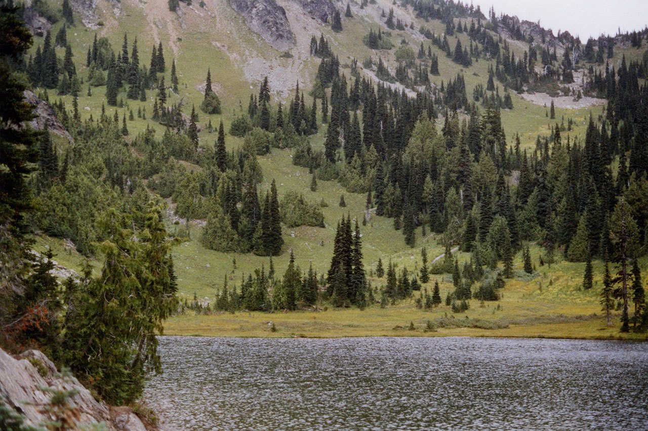 This undated photo provided by the U.S. Forest Service shows yellow-cedar trees growing along Sheep Lake east of the Cascade crest in Washington state. (U.S. Forest Service via AP)