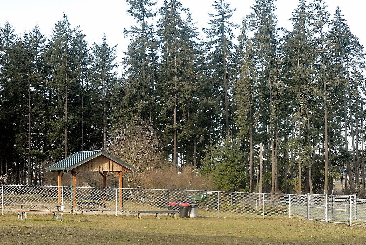 Trees on the west side of the dog park at Lincoln Park in Port Angeles are slated for removal to clear the approach to nearby William R. Fairchild International Airport. (Keith Thorpe/Peninsula Daily News)