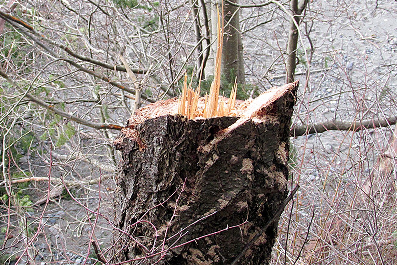 Volunteers report trees illegally cut at Indian Island County Park