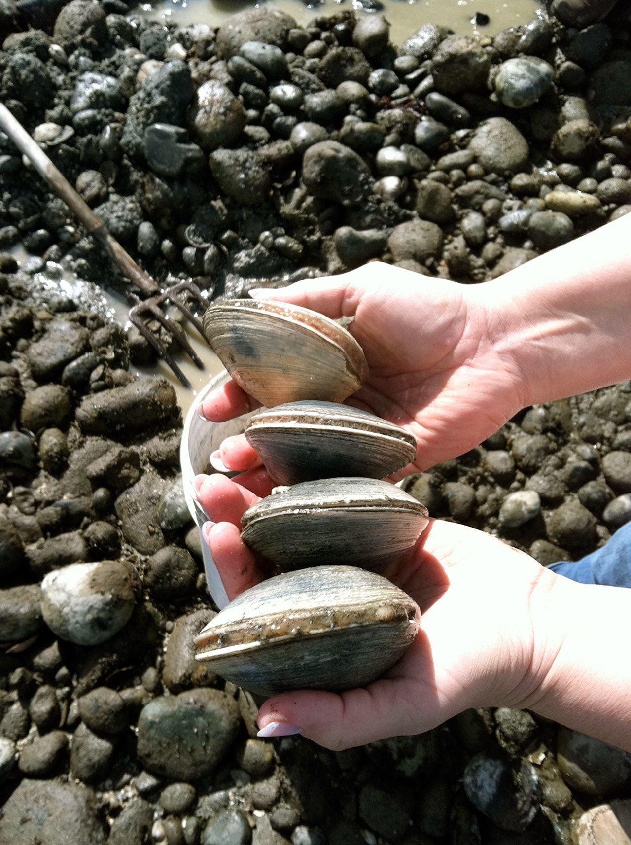 Salish Bounty co-curator Elizabeth Swanaset holds clams collected on a Puget Sound beach last summer. The clams were then smoked and preserved for winter use. (Warren King George)