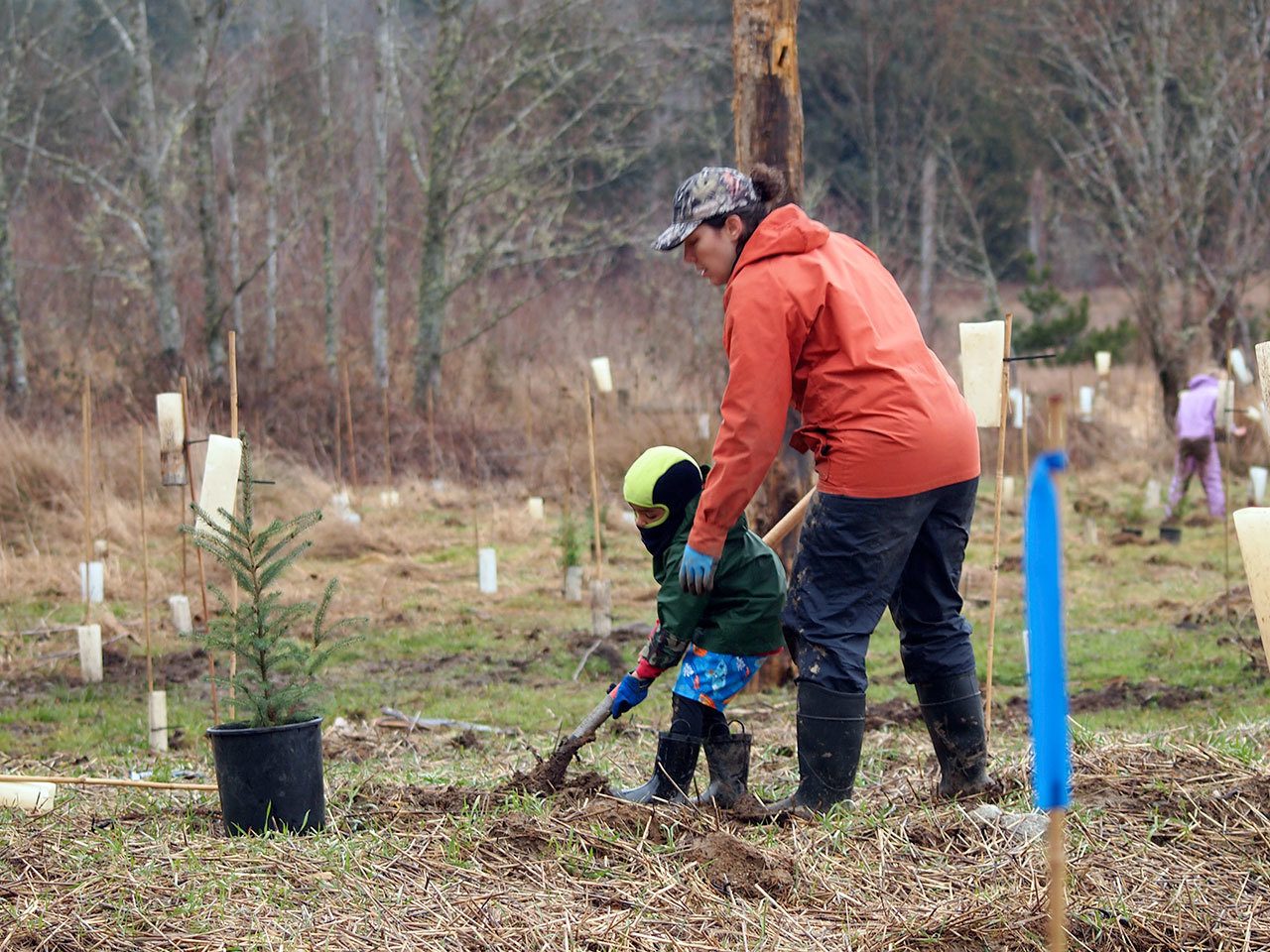 Nicolas Harper and Samantha Trone from Swan School in Port Townsend were among the 140 volunteers planting trees at Tarboo Wildlife Preserve near Quilcene on Feb 4. (Connie Gallant)