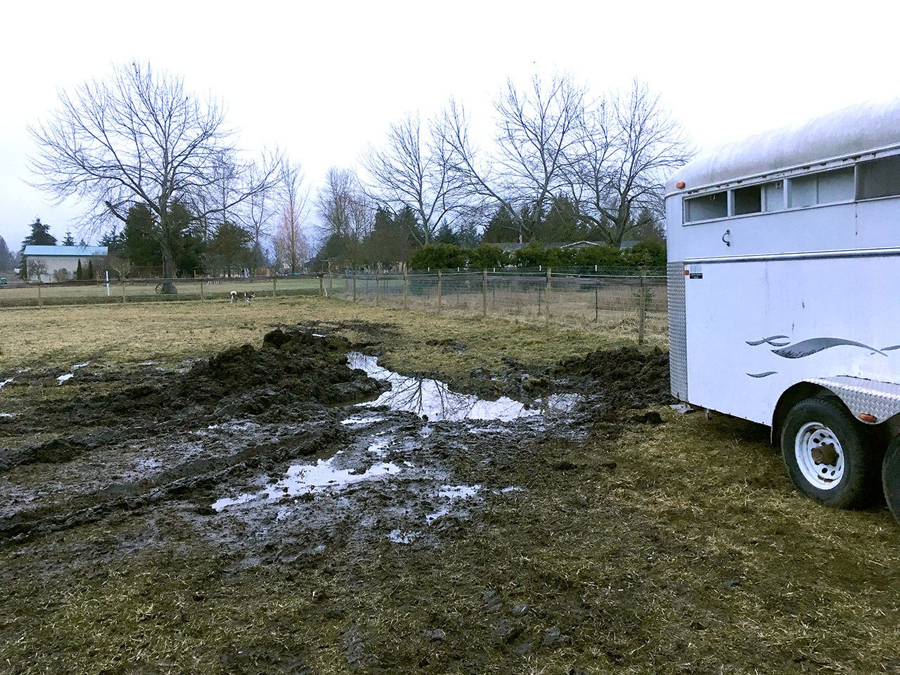 Karen Griffiths/for Peninsula Daily News                                The pasture in Karen Griffiths’ yard became a muddy sinkhole last week when she tried to drive her trailer-hauling truck onto it.