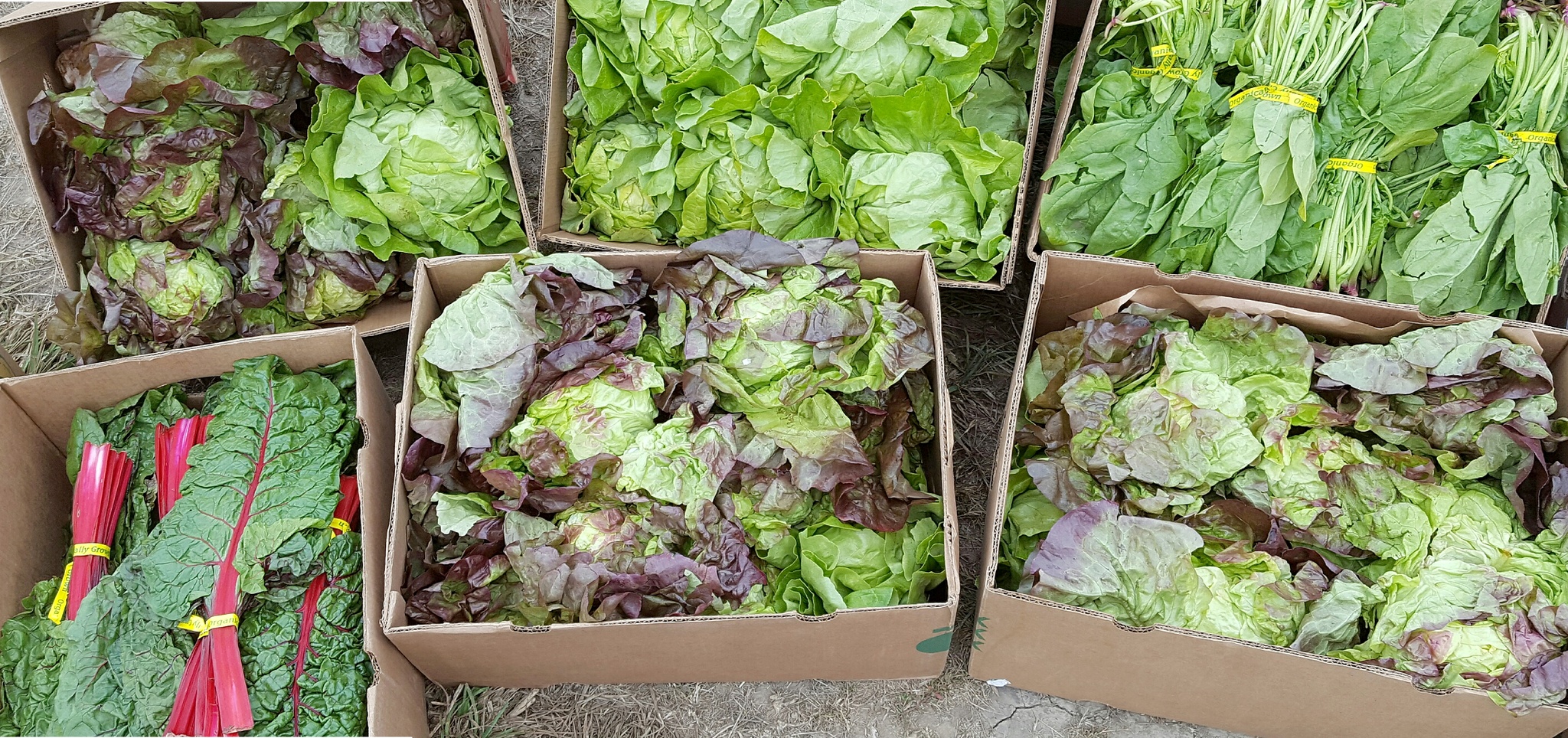 River Run Farm in Sequim helped supply the WSU Extension Office&rsquo;s food reduction and gleaning program with some of its 25,000 pounds collected from farms and homes in Sequim and Port Angeles in 2016. Photo courtesy of Dan Littlefield
