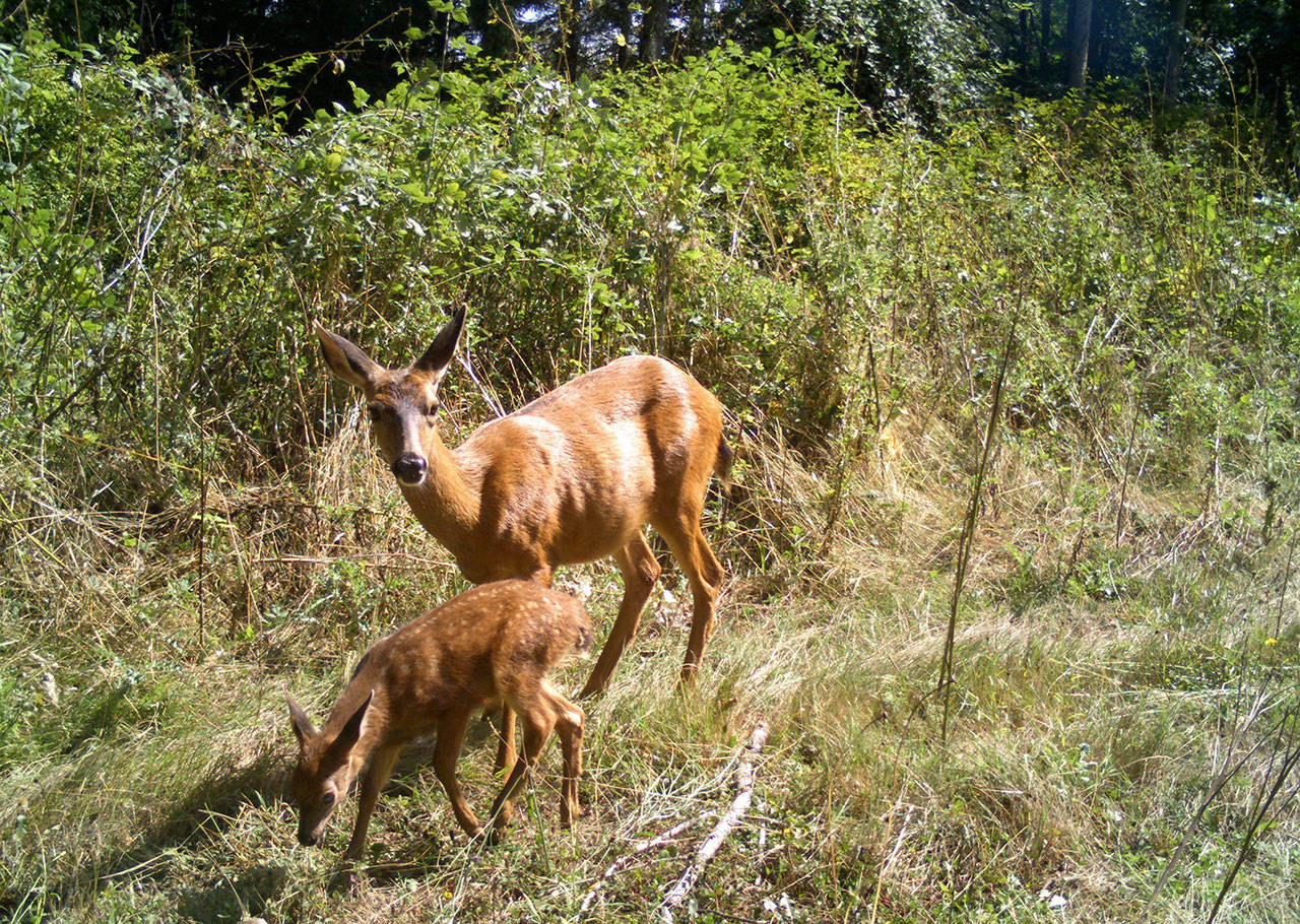 A camera catches sight of a doe and her fawn on Naval Magazine Indian Island.