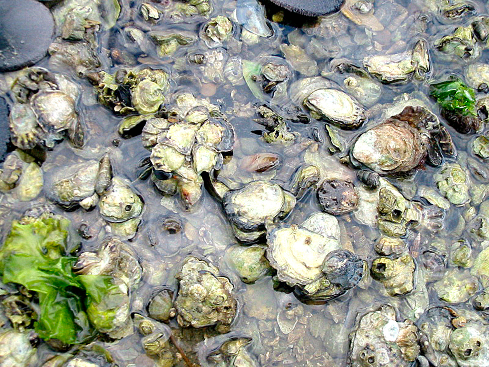 Oyster season is open or will be open April 1 through many nearby beaches. (NOAA photo)
