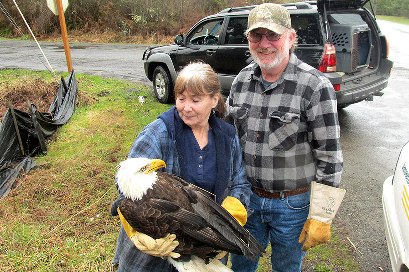 Eagle being monitored after electrocution from power line