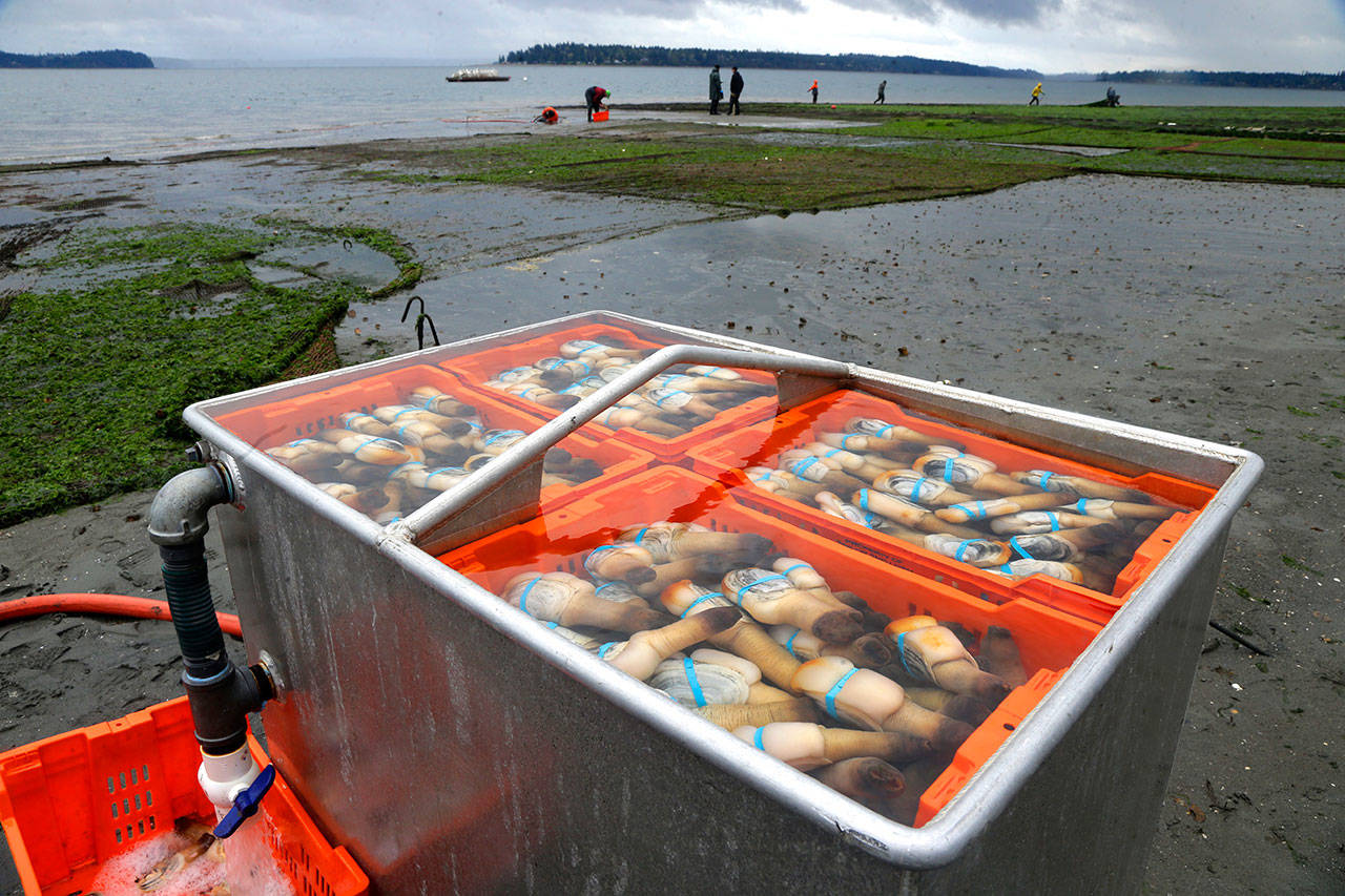 Geoduck clams are kept fresh in seawater before being transported after being harvested in 2015 for Taylor Shellfish Farms near Harstine Island, in Puget Sound. (Ted S. Warren/The Associated Press)