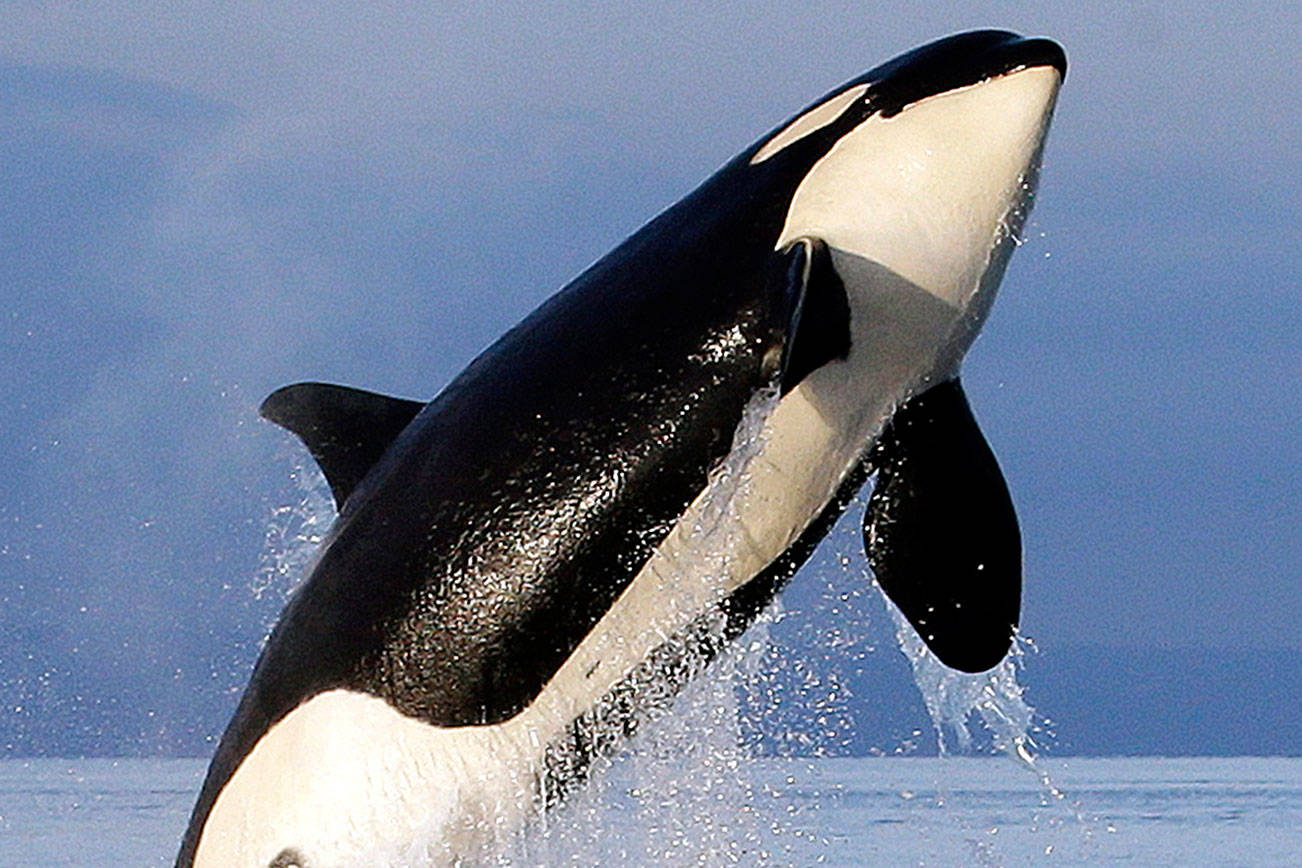 Bad breath: Study finds array of bacteria when orcas exhale