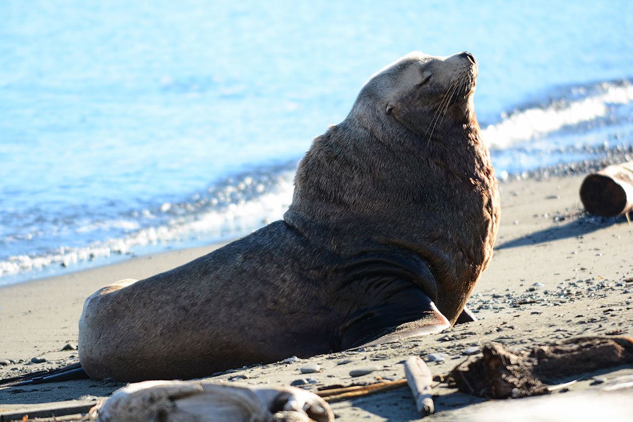 This sea lion was found near the Nippon paper mill in Port Angeles in January. (Jesse Major/Peninsula Daily News)