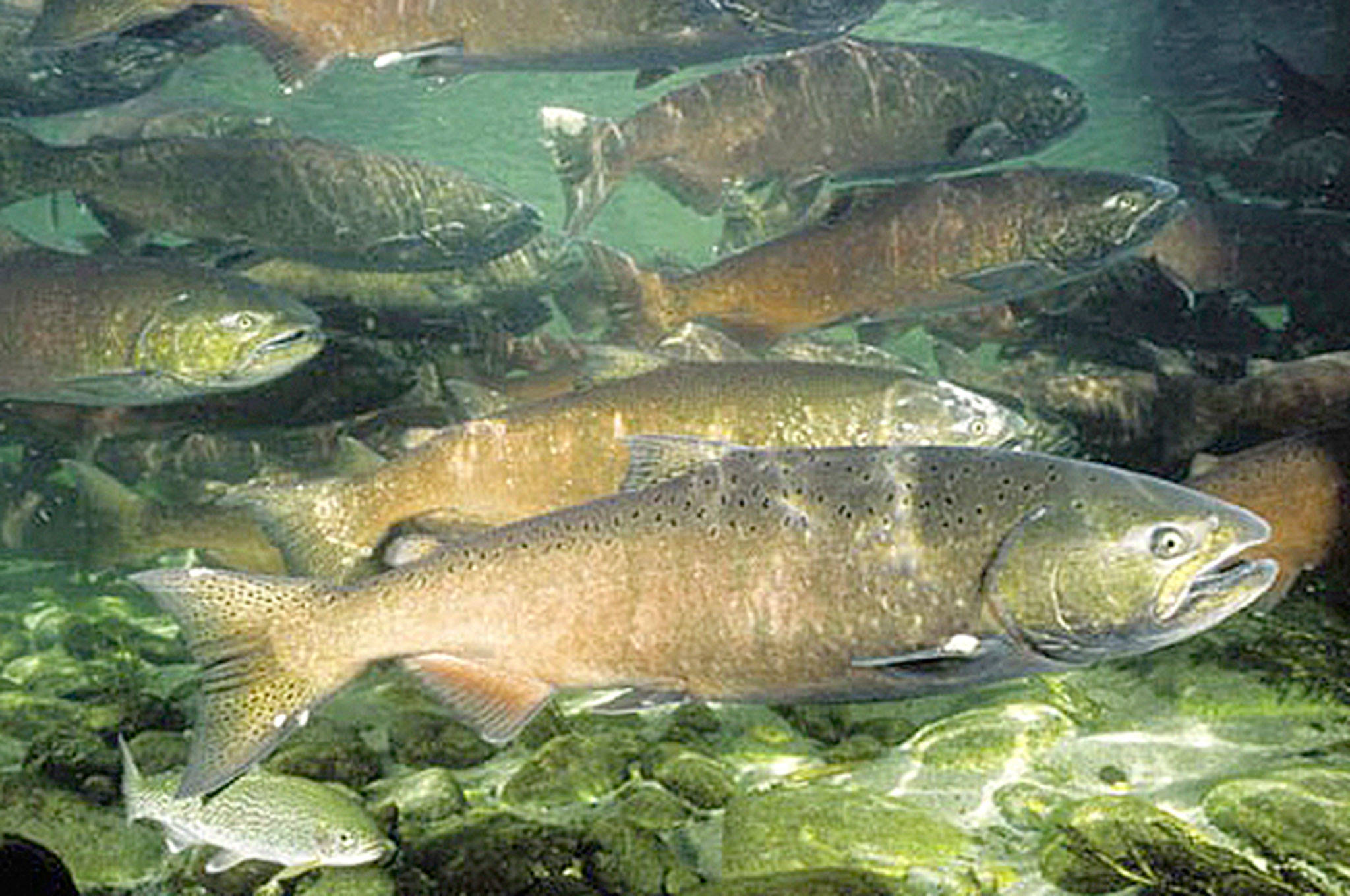 OUTDOORS: Salmon returns in area rivers projected to be low this year; state sets meetings