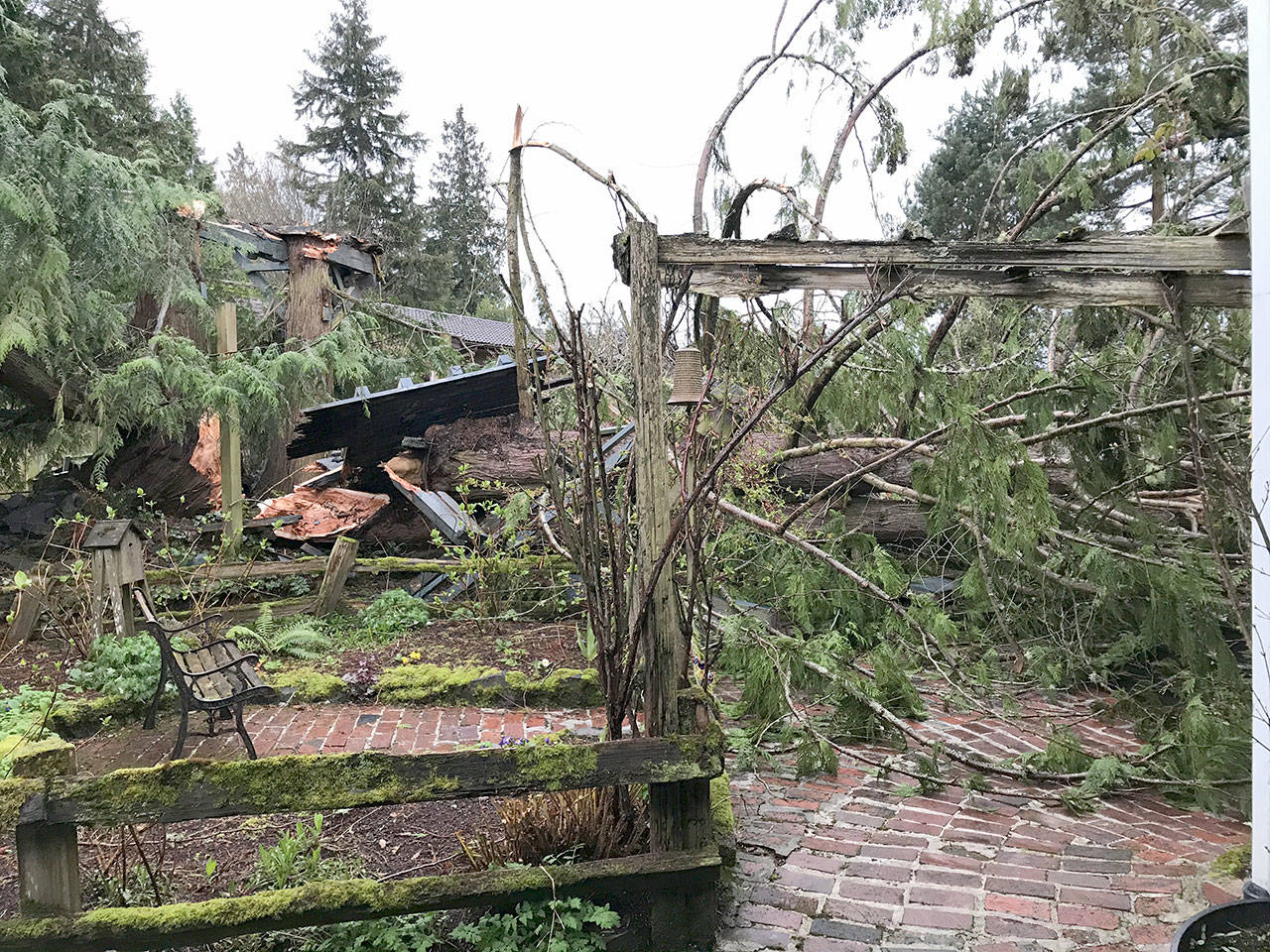 Two cedars and two fir trees fell into the yard of a residential property on View Ridge Drive in Port Angeles.
