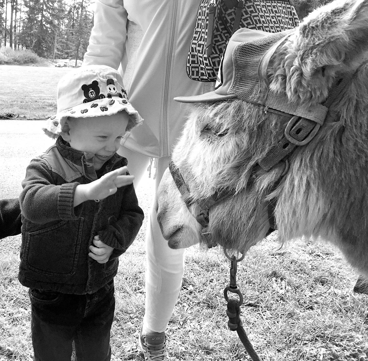 Kris Phillips                                William Kummerfeldt greets Murphy the donkey and learns how to safely give a treat by using a Frisbee as a plate at the Olympic National Park Junior Ranger Day at the Olympic National Park Visitor Center on 
April 15. The Back Country Horsemen Peninsula Chapter was there to promote trail safety when encountering livestock.