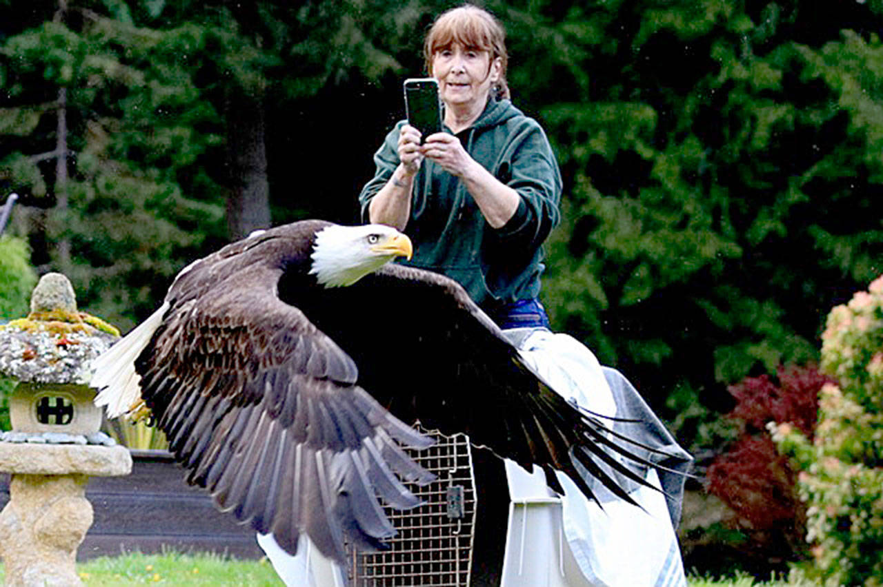 Jaye Moore, executive director of the Northwest Raptor and Wildlife Center, watches on as Sparky, a bald eagle that was electrocuted last month, is released into the wild Saturday evening. (Debbie Schouten)