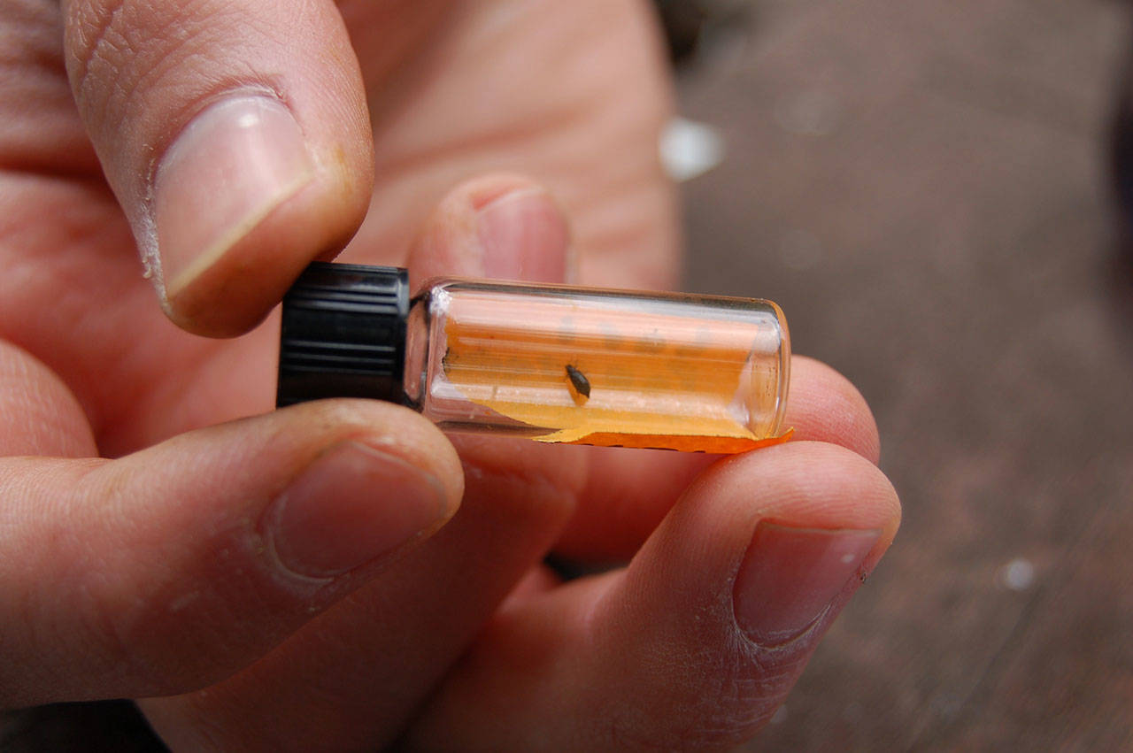 Ryan Crandall, a graduate student at the University of Massachusetts–Amherst, holds a predatory beetle that could be key to combatting an insect that is killing hemlocks on the East Coast. (Erin Hawkins/Olympic Peninsula News Group)