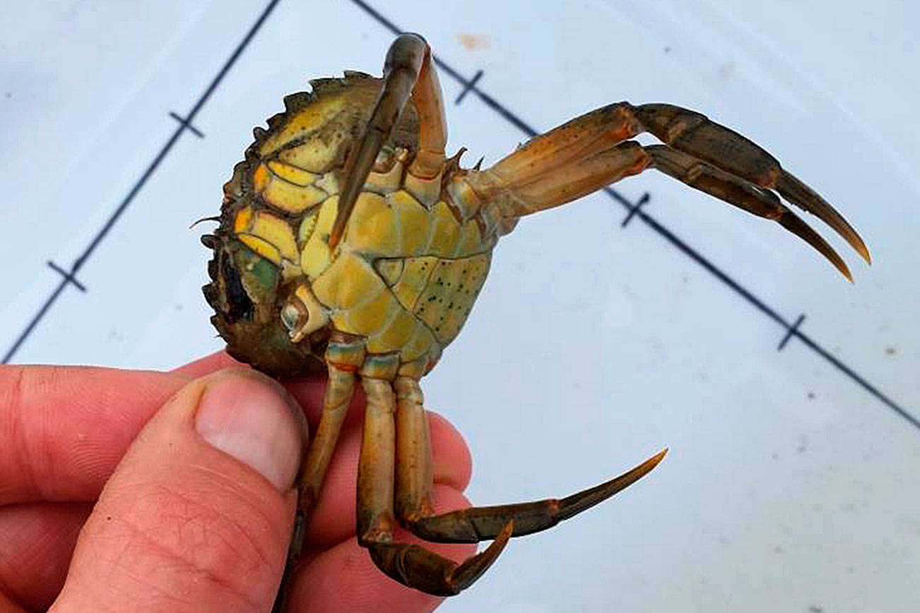 Invasive European green crab found in Dungeness Bay
