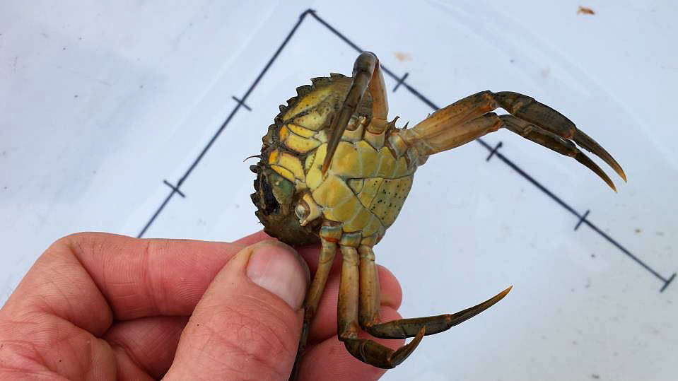 So far, 13 European green crabs, an invasive species, have been trapped in Dungeness Bay. The crab is attributed to damaging the soft shell clam industry in Maine and has affected ecosystems worldwide. (Lorenz Sollmann/Washington Maritime National Wildlife Refuge Complex)