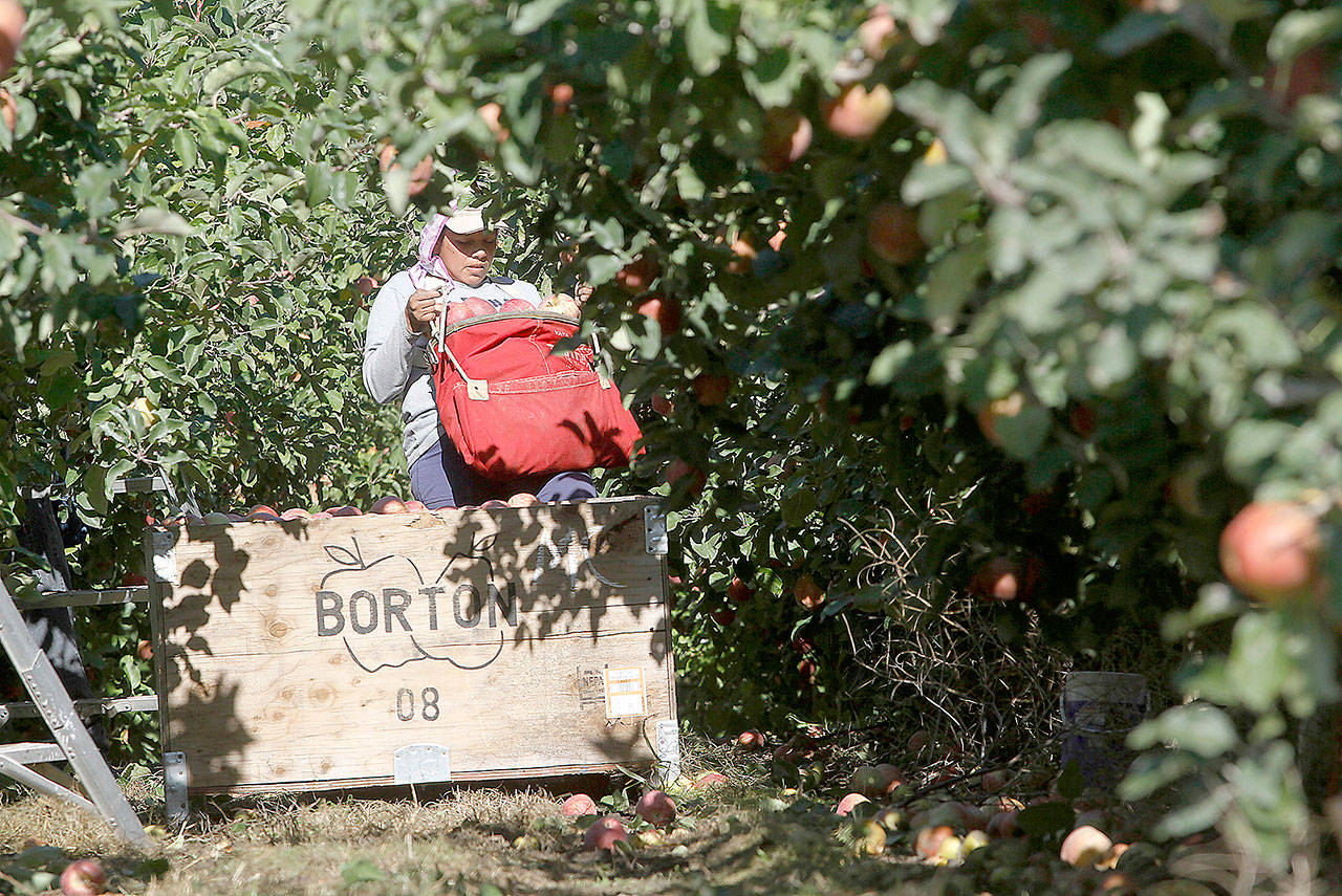 FILE - In this Oct. 3, 2014, file photo, a worker picks apples at Flat Top Ranch in Walla Walla County, Wash. Harvesting the vast fruit orchards of Eastern Washington each year requires thousands of farmworkers, many of them working illegally in the United States. That system could eventually come to an end as at least two companies are rushing to get robotic fruit picking machines to market. (Bob Brawdy/The Tri-City Herald via AP, File)
