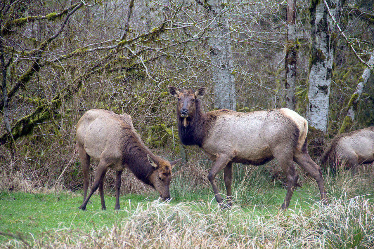 Iconic Roosevelt elk are seen in part of what is to become the Hoh River Conservation and Recreation Area. (Joel Rogers)