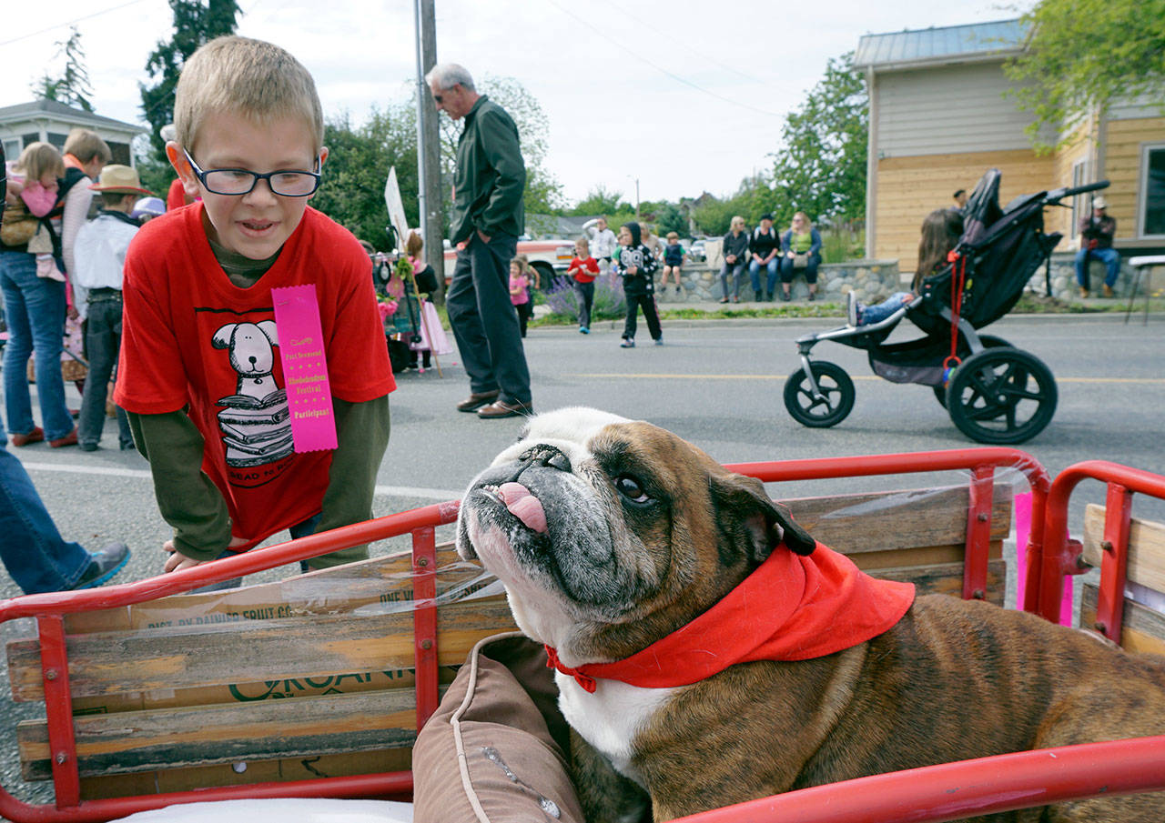 Zach Weins, then 8, admires Sparky the pug at the Rhododendron Festival’s Pet Parade in Port Townsend last year. (Peninsula Daily News)