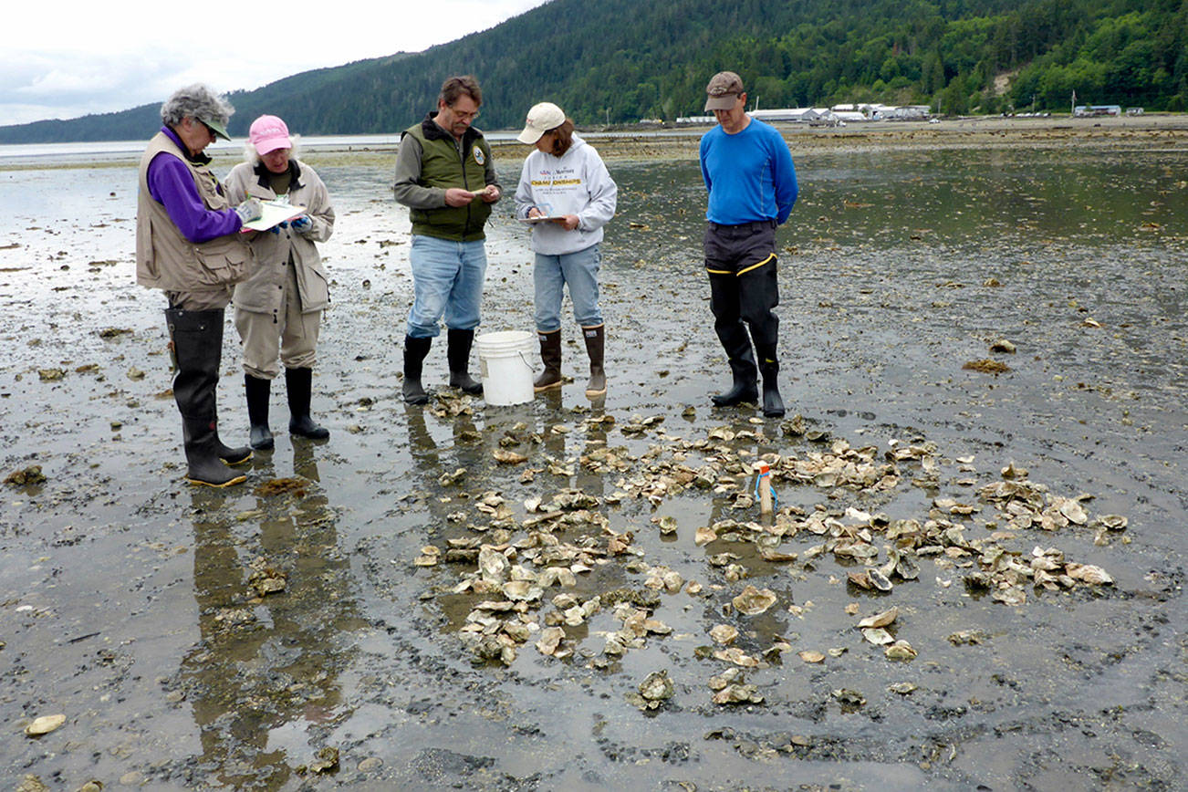 Volunteers sought for Olympia oyster monitoring in Quilcene Bay