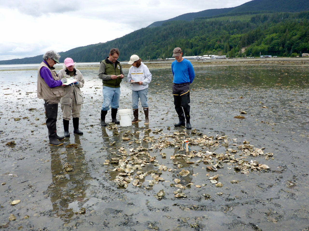 Jackie Gardner, Amy Does, Brady Blake, Sarah Fisken and John Adams, from left, monitor the Jefferson Marine Resources Committee’s Olympia oyster restoration project at Quilcene Bay. (Jefferson County Marine Resources Committee)