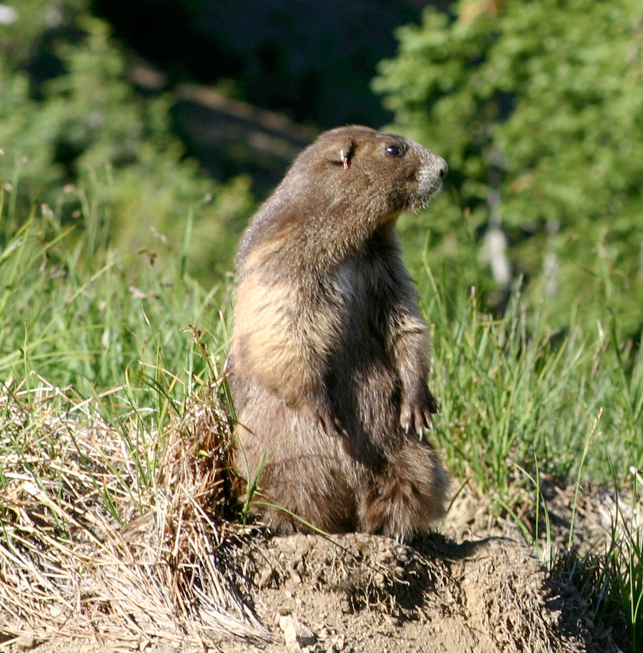Peninsula Daily News An Olympic marmot surveys the area around his Hurricane Hill burrow.