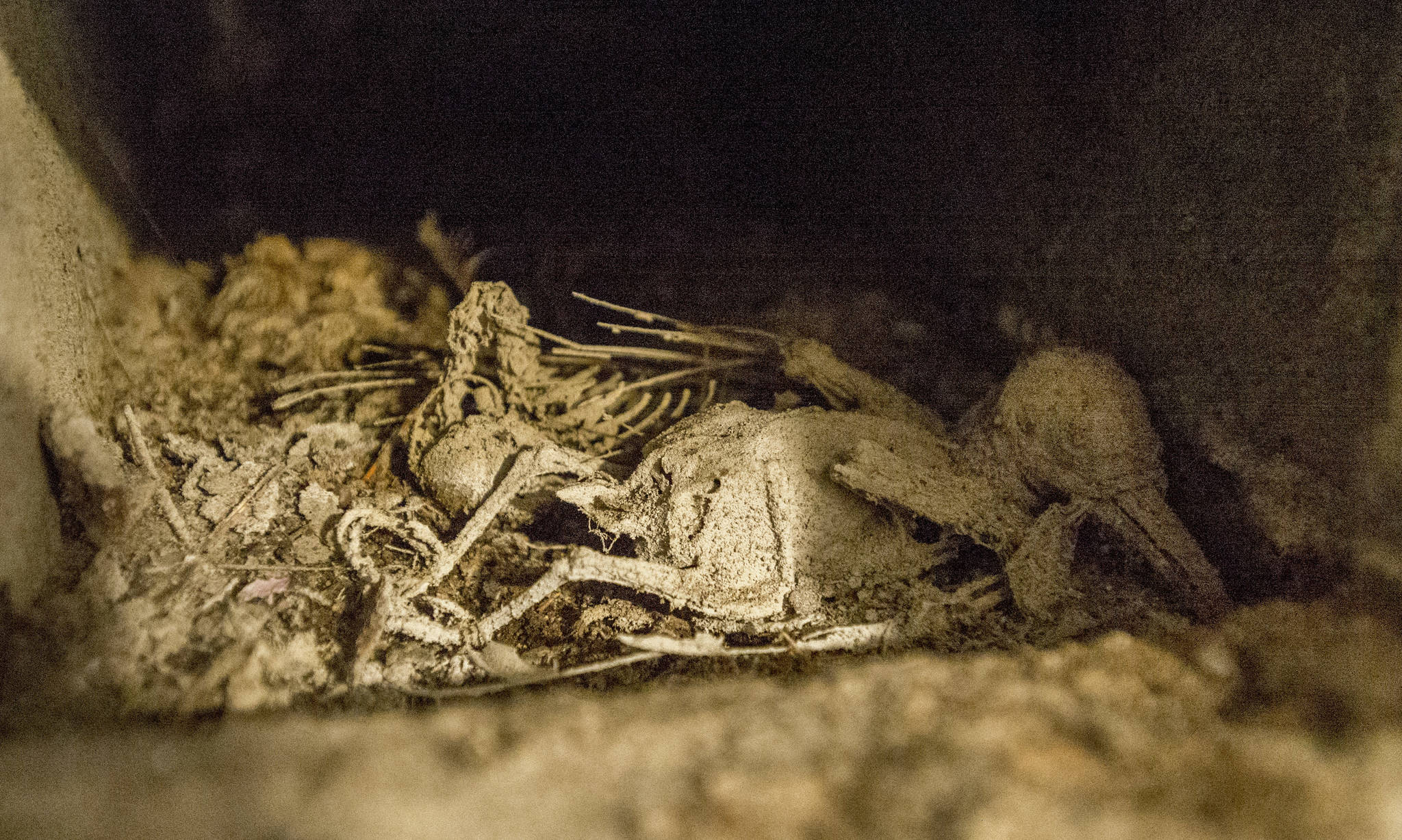A desiccated carcass of a bird sits behind a tiny door in a basement bedroom of the remodeled childhood home of serial murderer Ted Bundy in Tacoma. (Peter Haley/The News Tribune via AP)