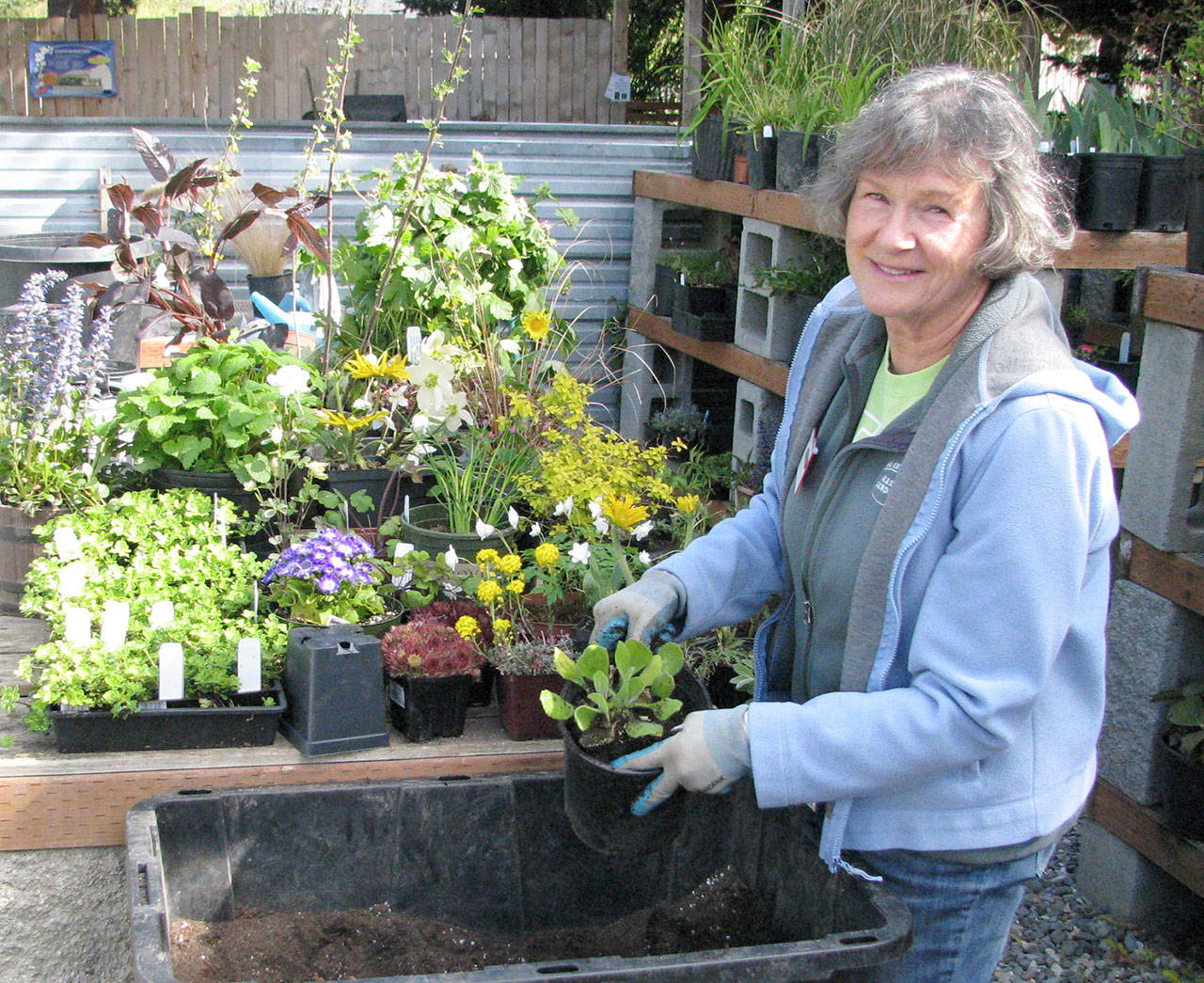 Betsy Burlingame, Master Gardener plant sale chair, readies potted plants for the sale. (Amanda Rosenberg)