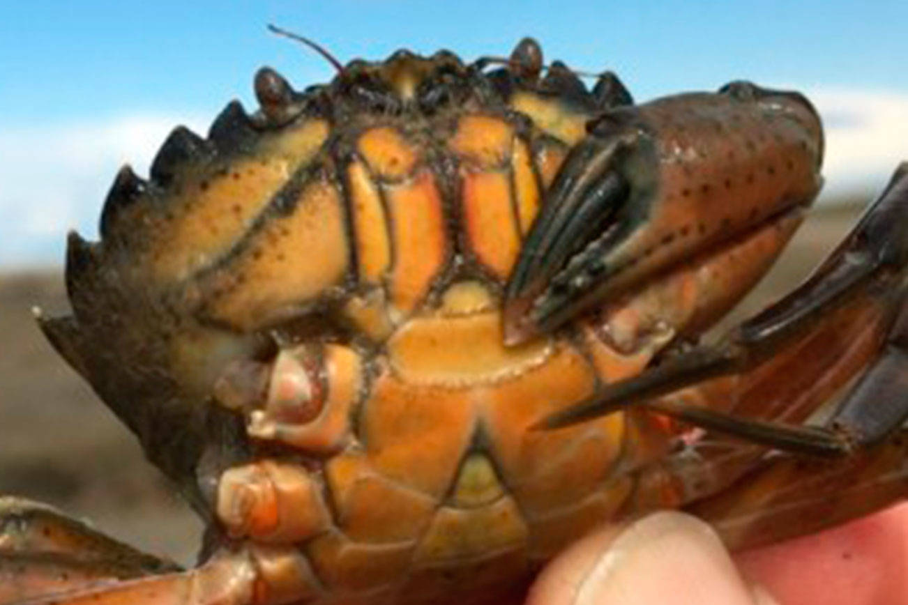 More invasive green crabs found on Dungeness Spit