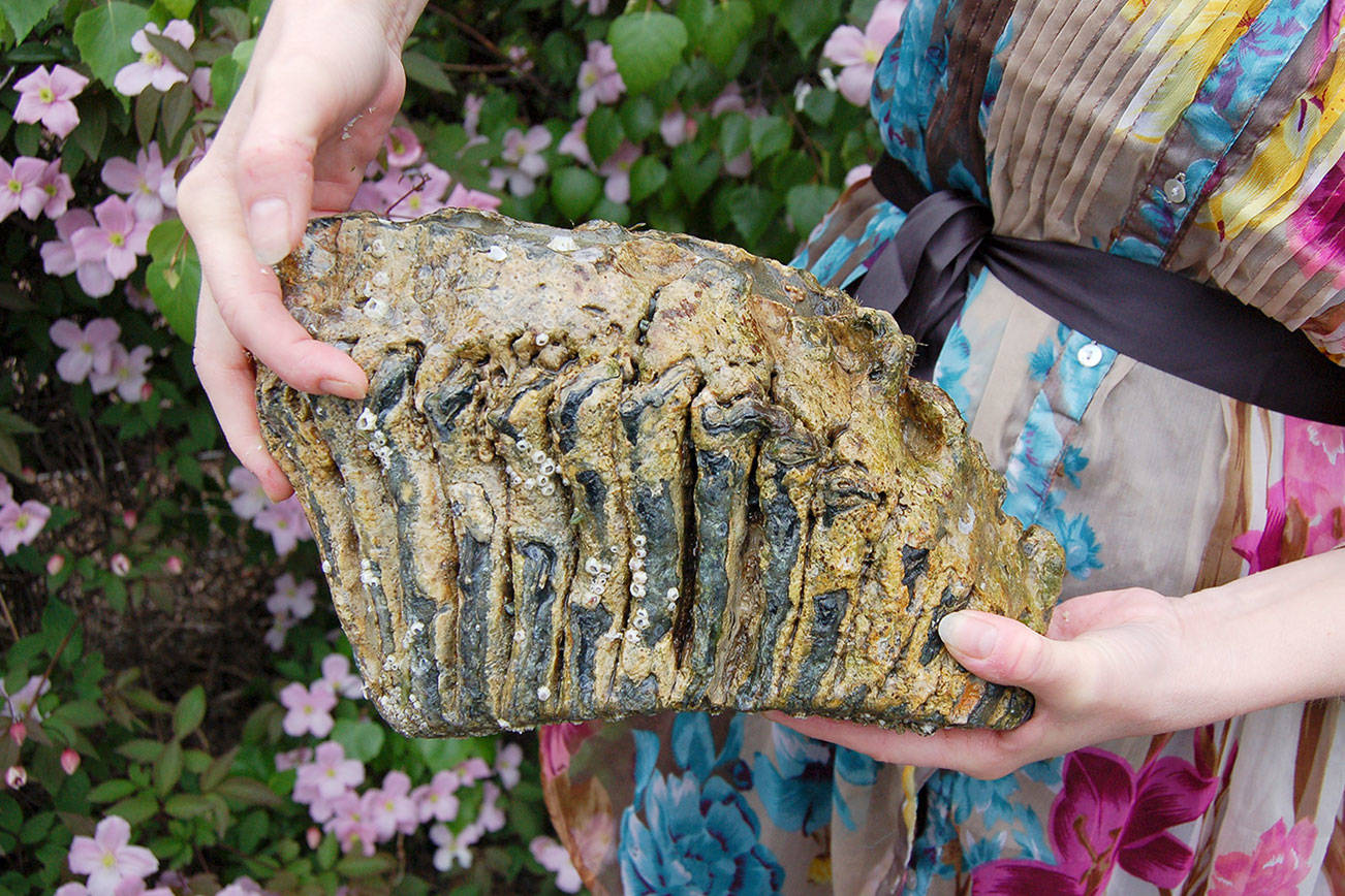 A big find: Locals stumble upon mammoth molar on Sequim beach
