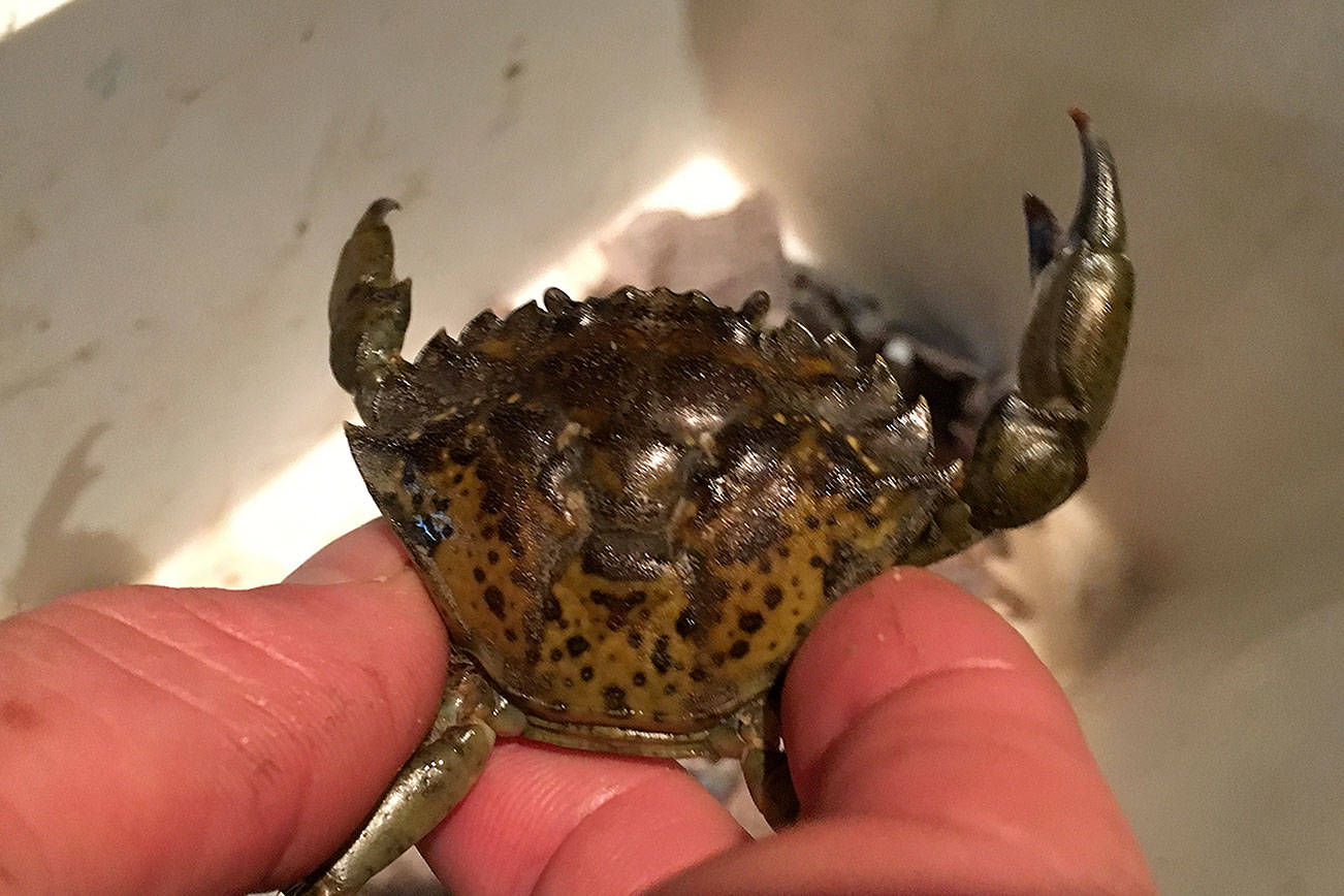 More invaders found: Invasive green crabs on the rise on Peninsula