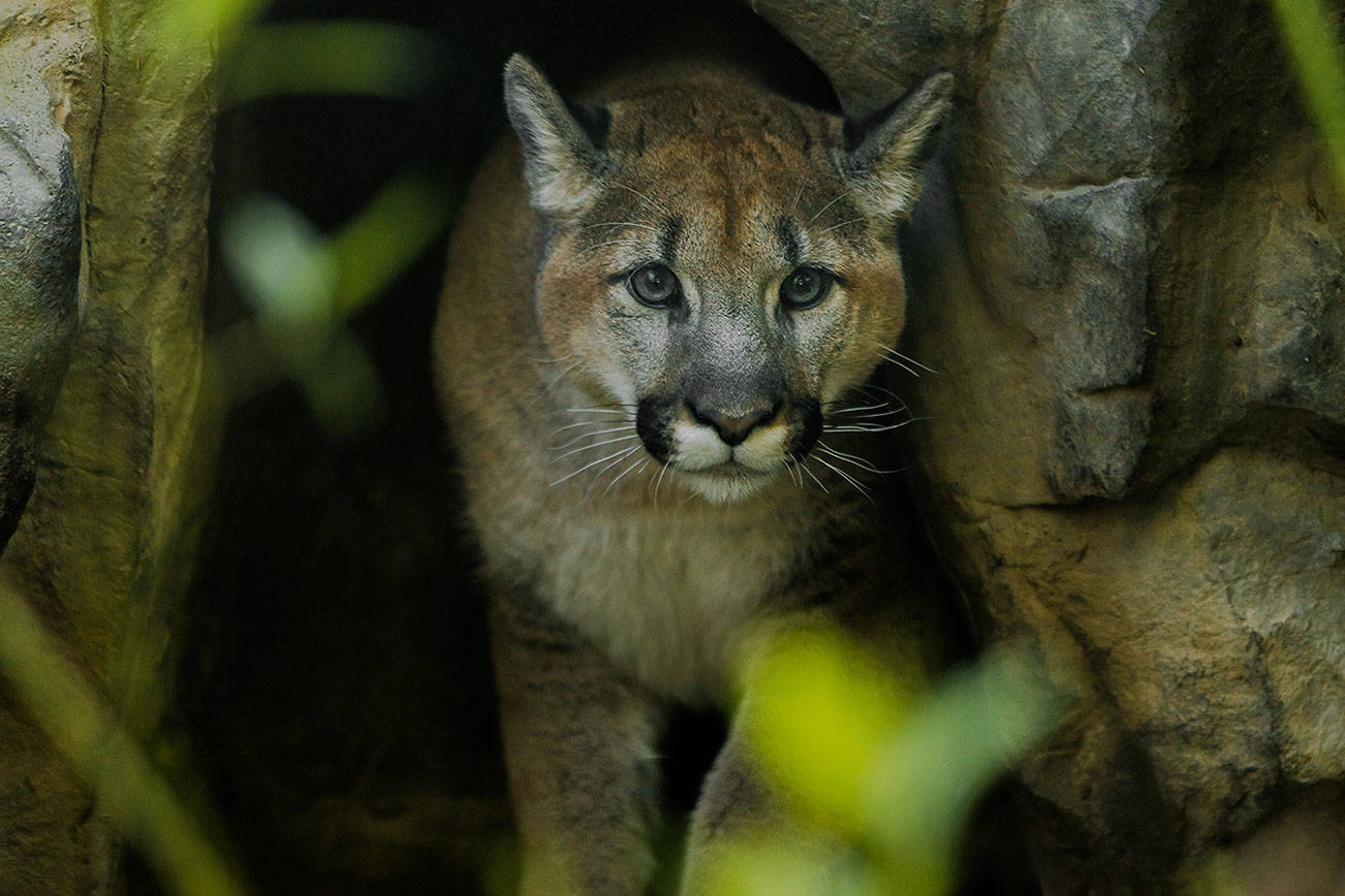 Cougar named Sequim found in Joyce now featured in Minnesota Zoo