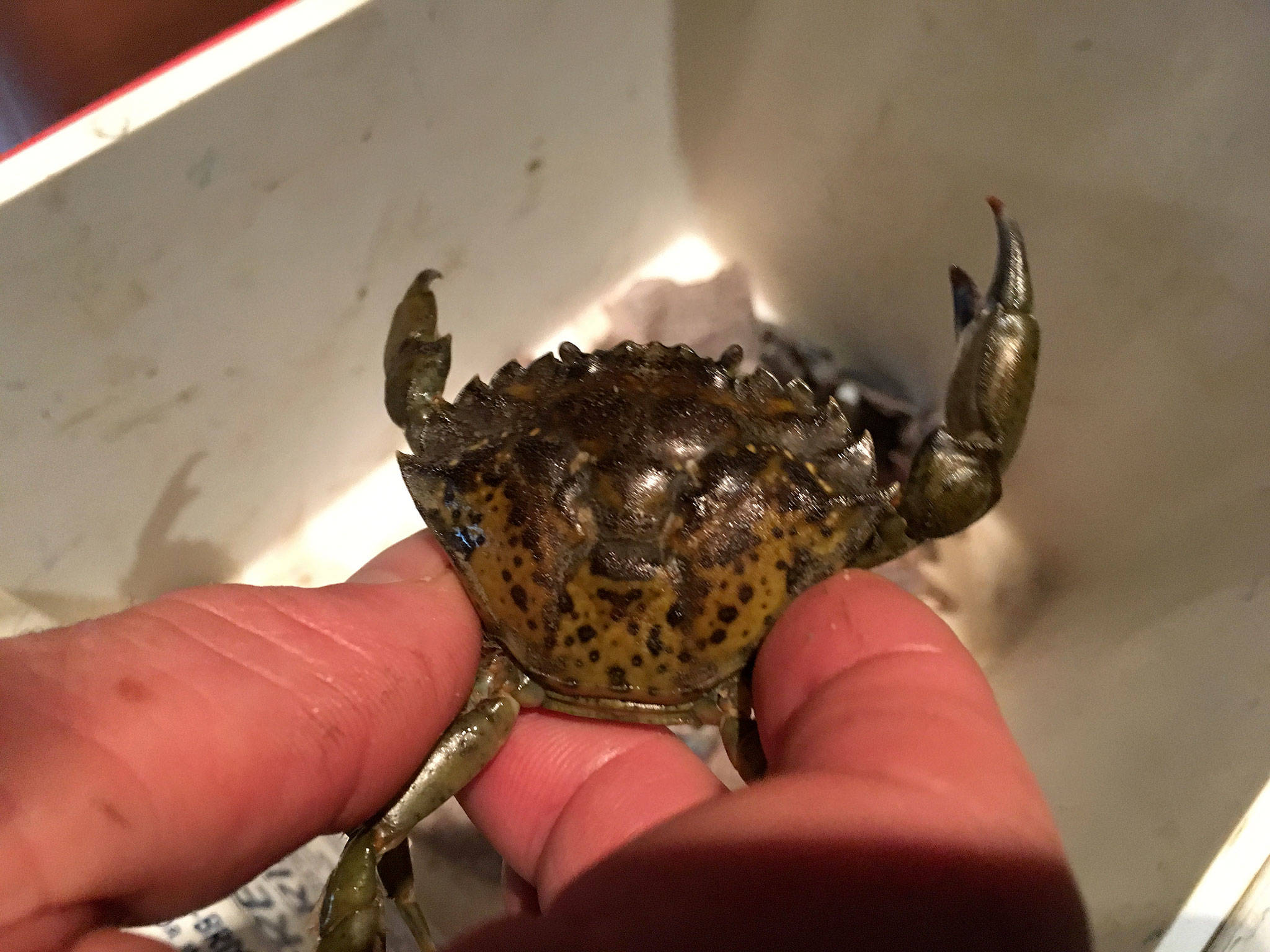 Researchers report they’ve captured 60 European green crabs, an invasive species, at Graveyard Spit on the Dungeness Spit as of Thursday. This green crab was one of four found in early May that was sent to Massachusetts for research purposes to determine if it came from British Columbia, California or elsewhere. (Matthew Nash/Olympic Peninsula News Group)
