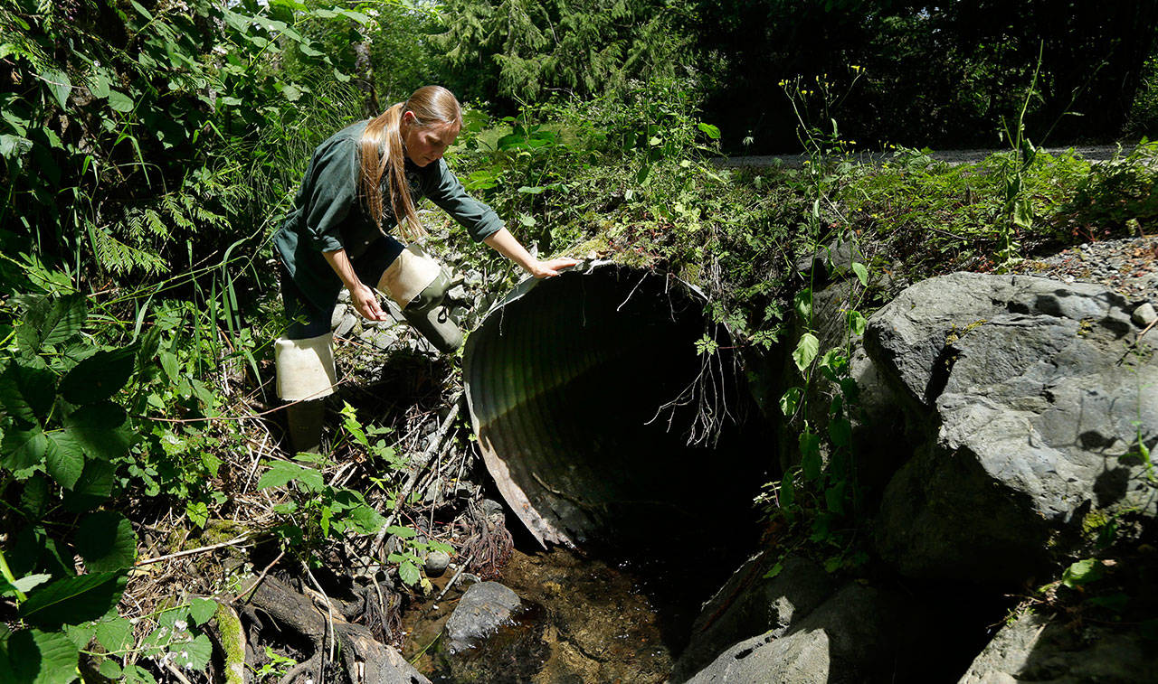 Melissa Erkel, a fish passage biologist with the state Department of Fish and Wildlife, looks at a culvert along the north fork of Newaukum Creek near Enumclaw on June 22, 2015. (Ted S. Warren/The Associated Press)