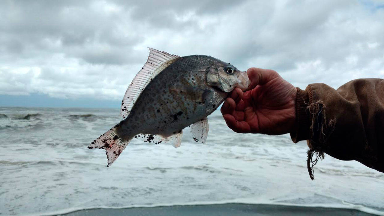 A redtail surfperch, which inhabits the near-shore waters of the Washington coast, was caught north of Kalaloch Beach. (Zorina Barker/for Peninsula Daily News)