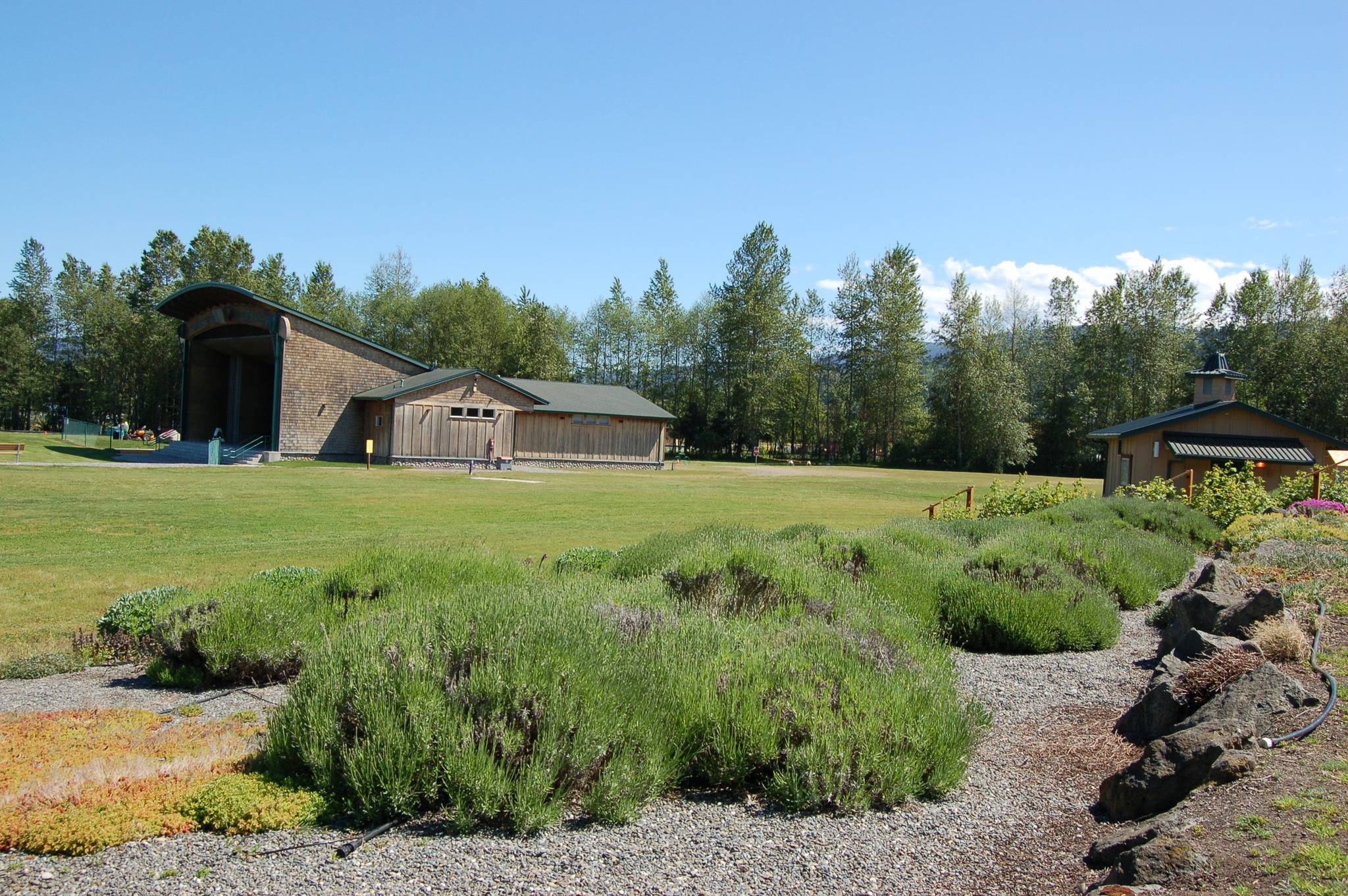 The Sequim Botanical Gardens Society is reviving the Carrie Blake Gardens project and will work with the city of Sequim to take out old lavender plants and replace them with 50 different varieties of new lavender. (Erin Hawkins/Olympic Peninsula News Group)